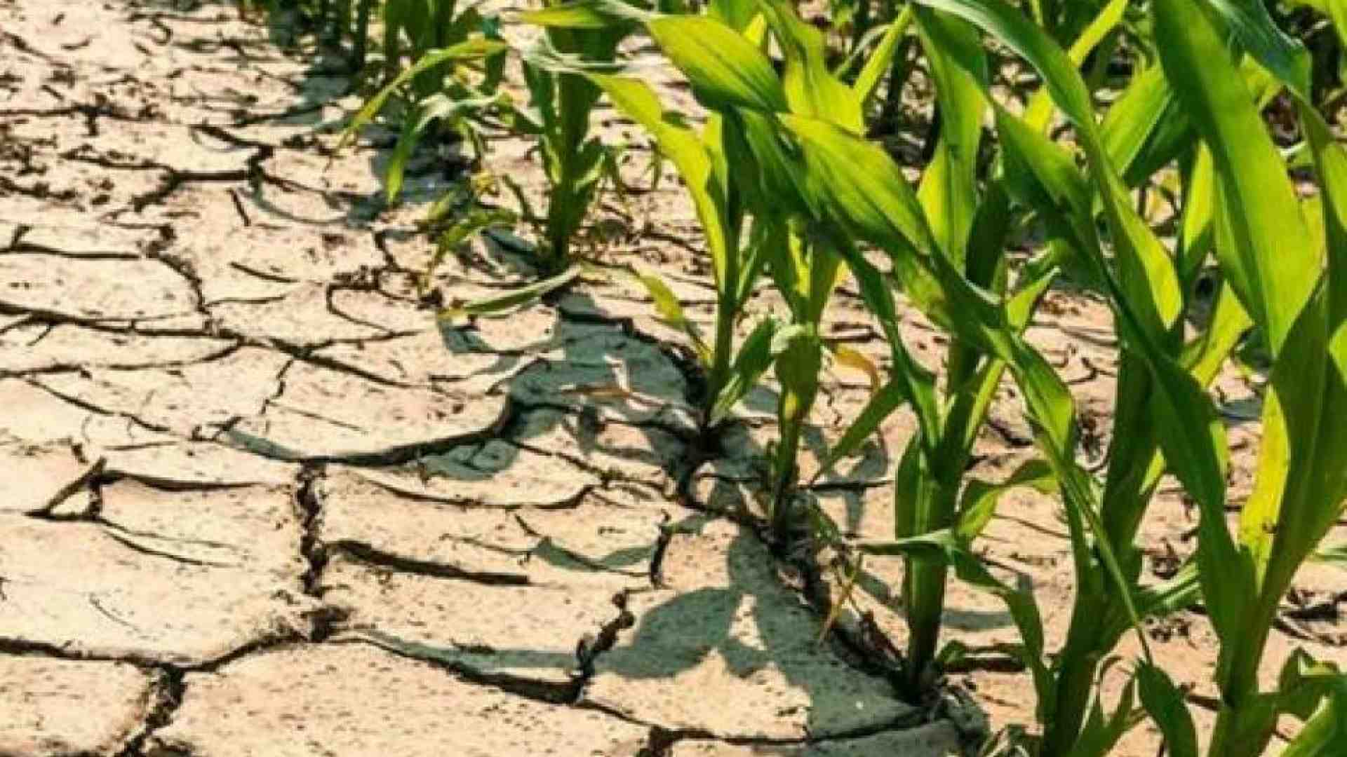 Immagine di Perché anche se sta piovendo la siccità è un grosso problema