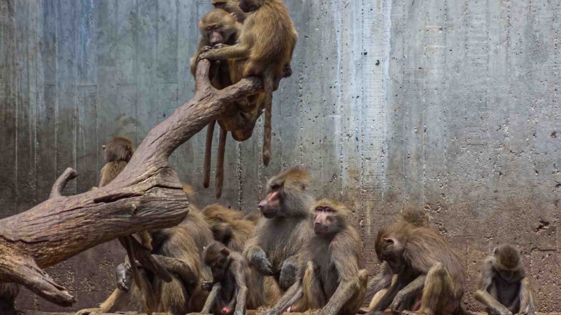 Immagine di Nessuno sta solo sul cuore della terra: chiedetelo ai babbuini