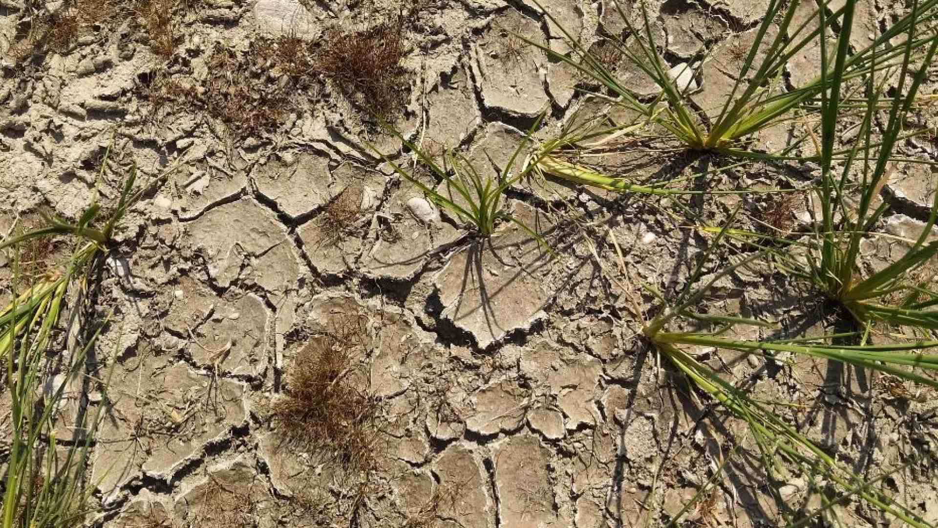 Immagine di I contadini in rivolta Guerra dell'acqua in Pianura Padana