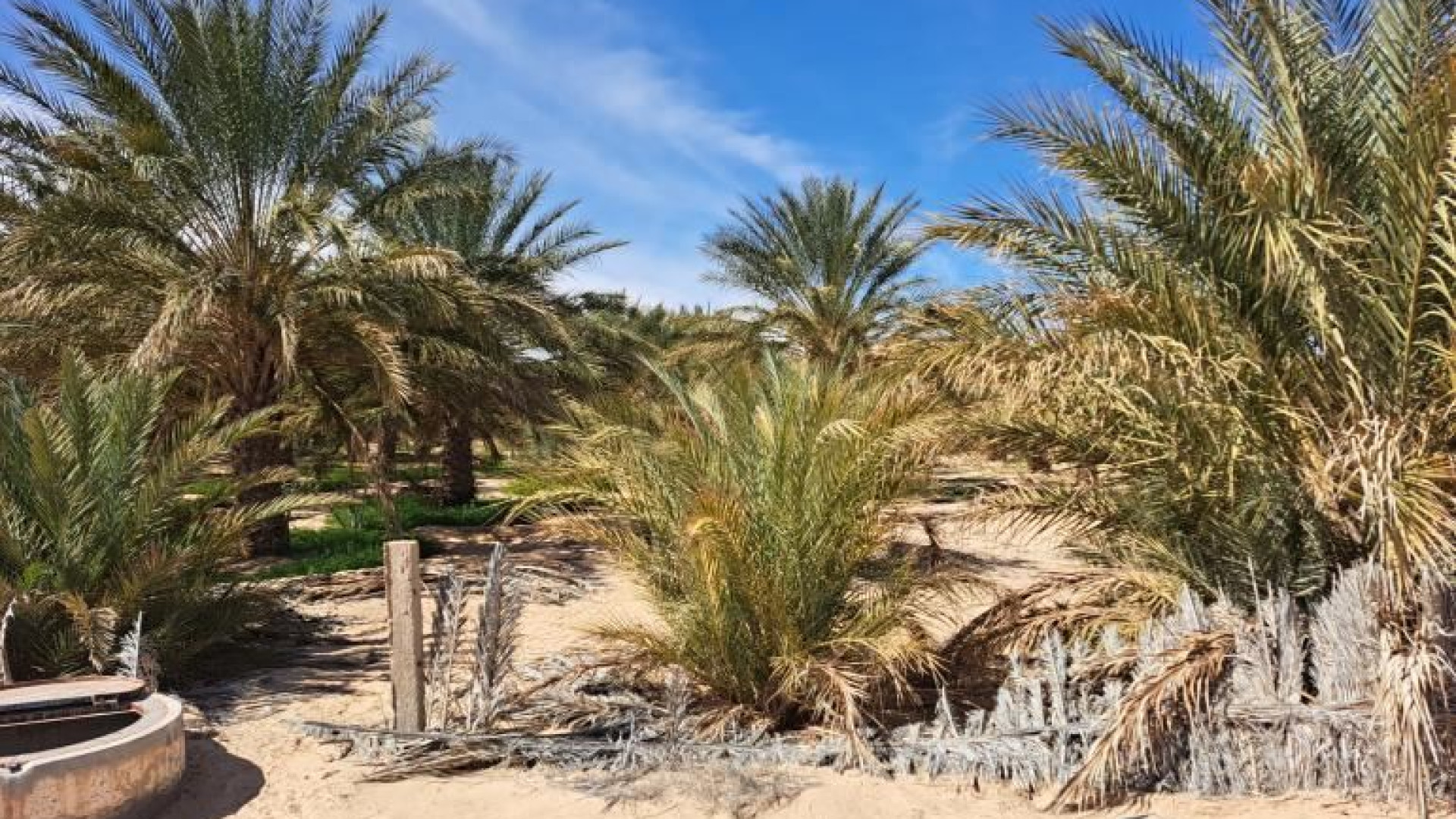 Immagine di Tunisia, lo sviluppo non è un miraggio: oasi contro la crisi idrica