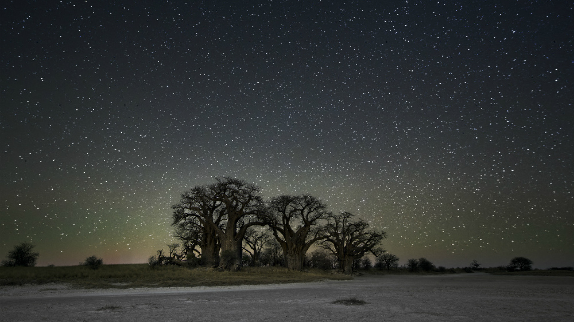Immagine di «I miei ritratti agli alberi»