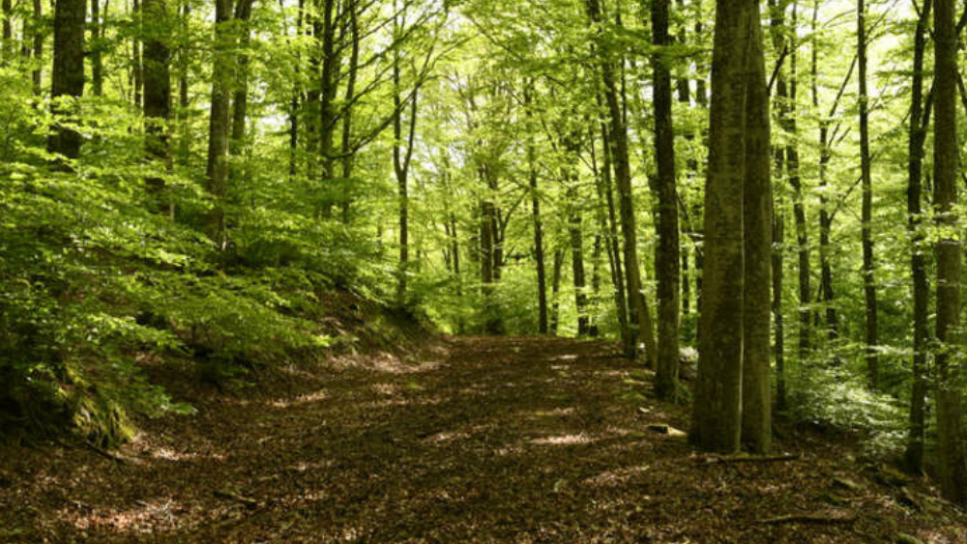 Immagine di «Nel bosco, l’internet del mondo vegetale»