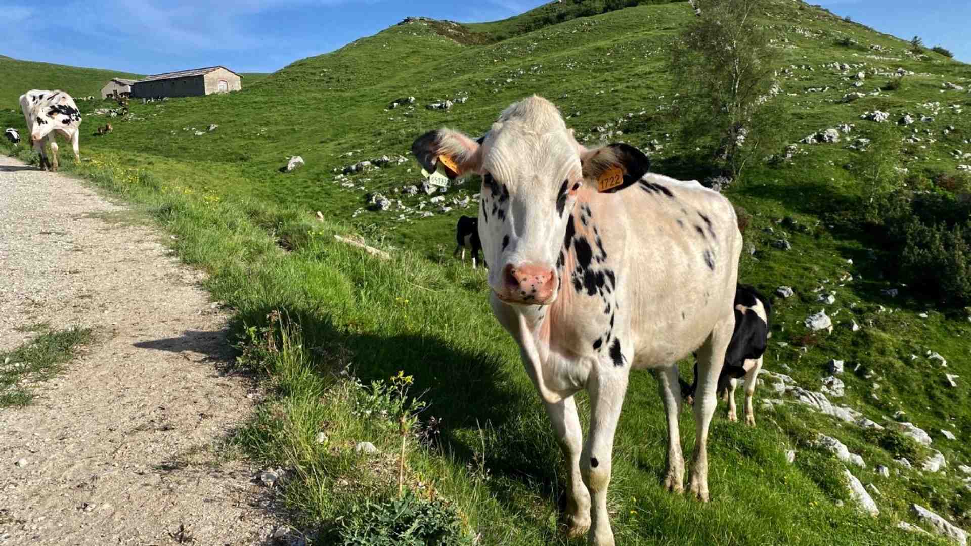 Immagine di Gli alti pascoli avranno più acqua: un aiuto alle malghe di montagna