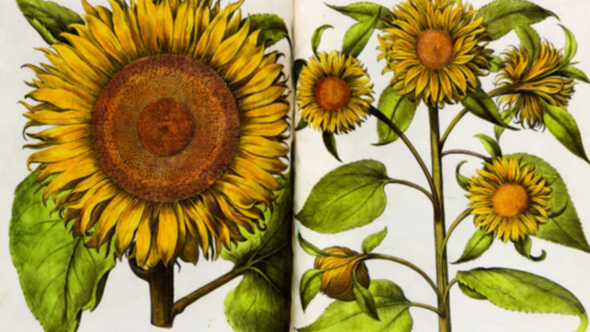 Immagine di "Rara Herbaria": i semi della scienza fioriti grazie al disegno
