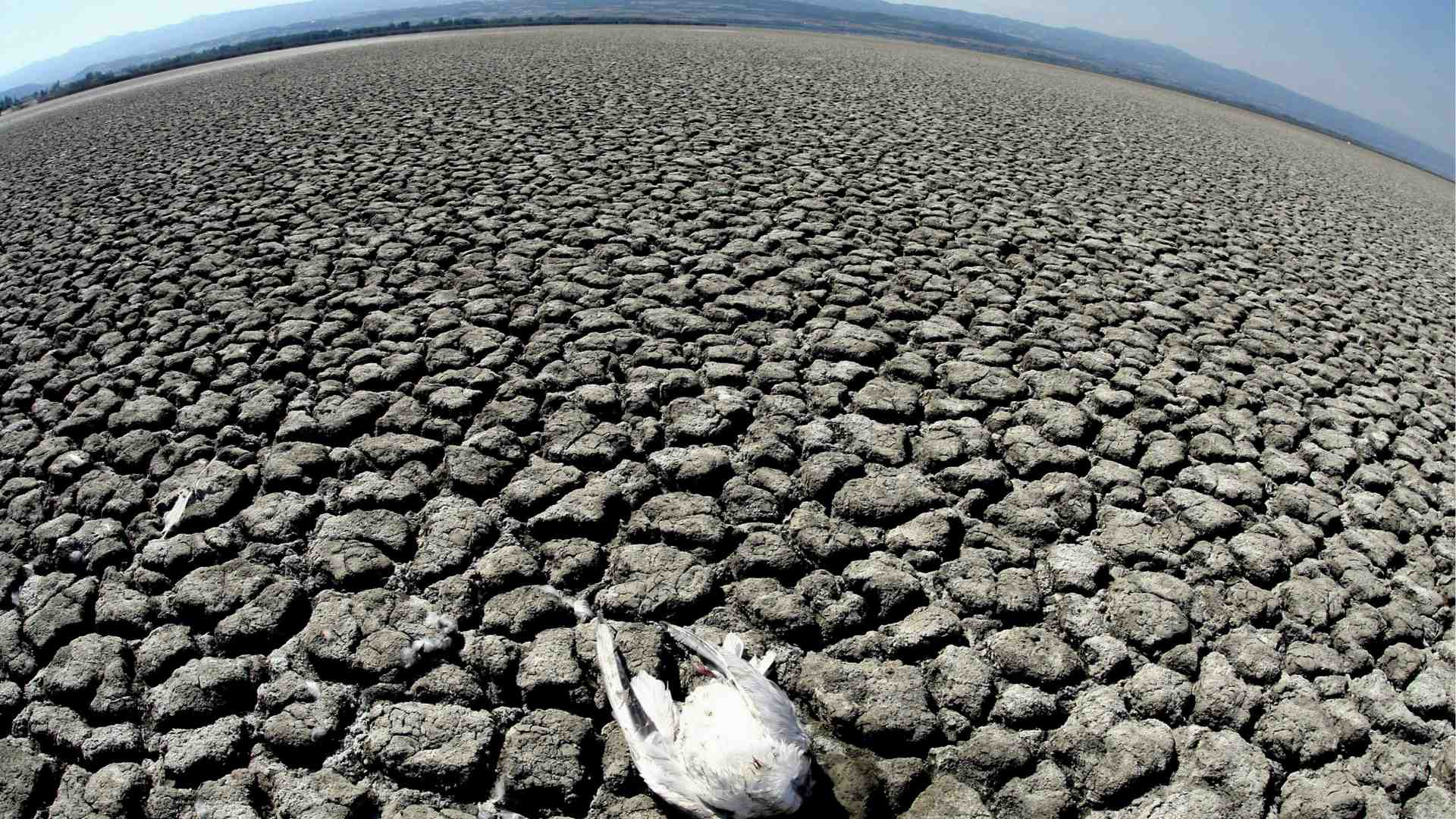 Immagine di La desertificazione «globale» minaccia 168 Paesi