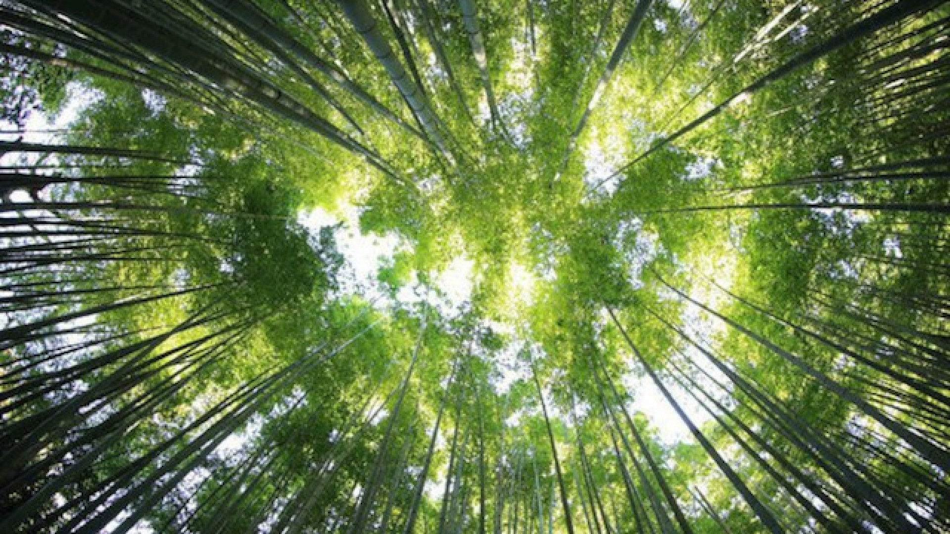 Immagine di Un pieno (verde) di paradossi