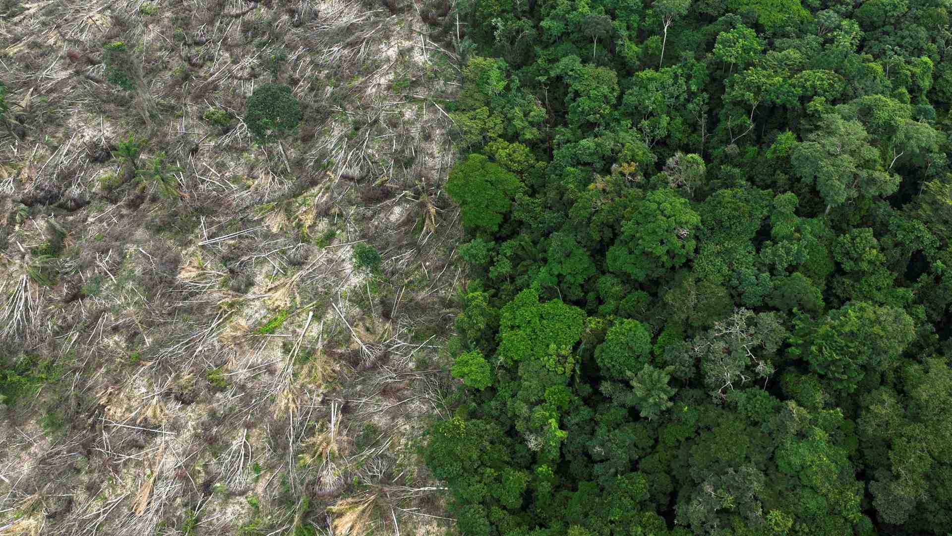 Immagine di La strage dell'Amazzonia: nell'era Bolsonaro abbattuti 21 alberi al secondo