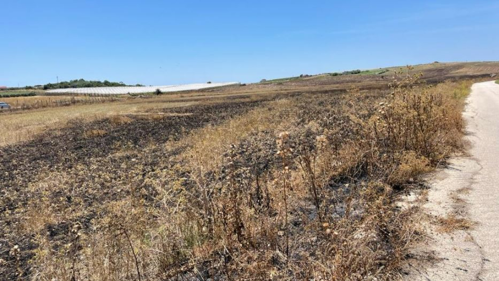 Immagine di Coop "Livatino" di nuovo nel mirino: incendiati 30 ettari coltivati a grano
