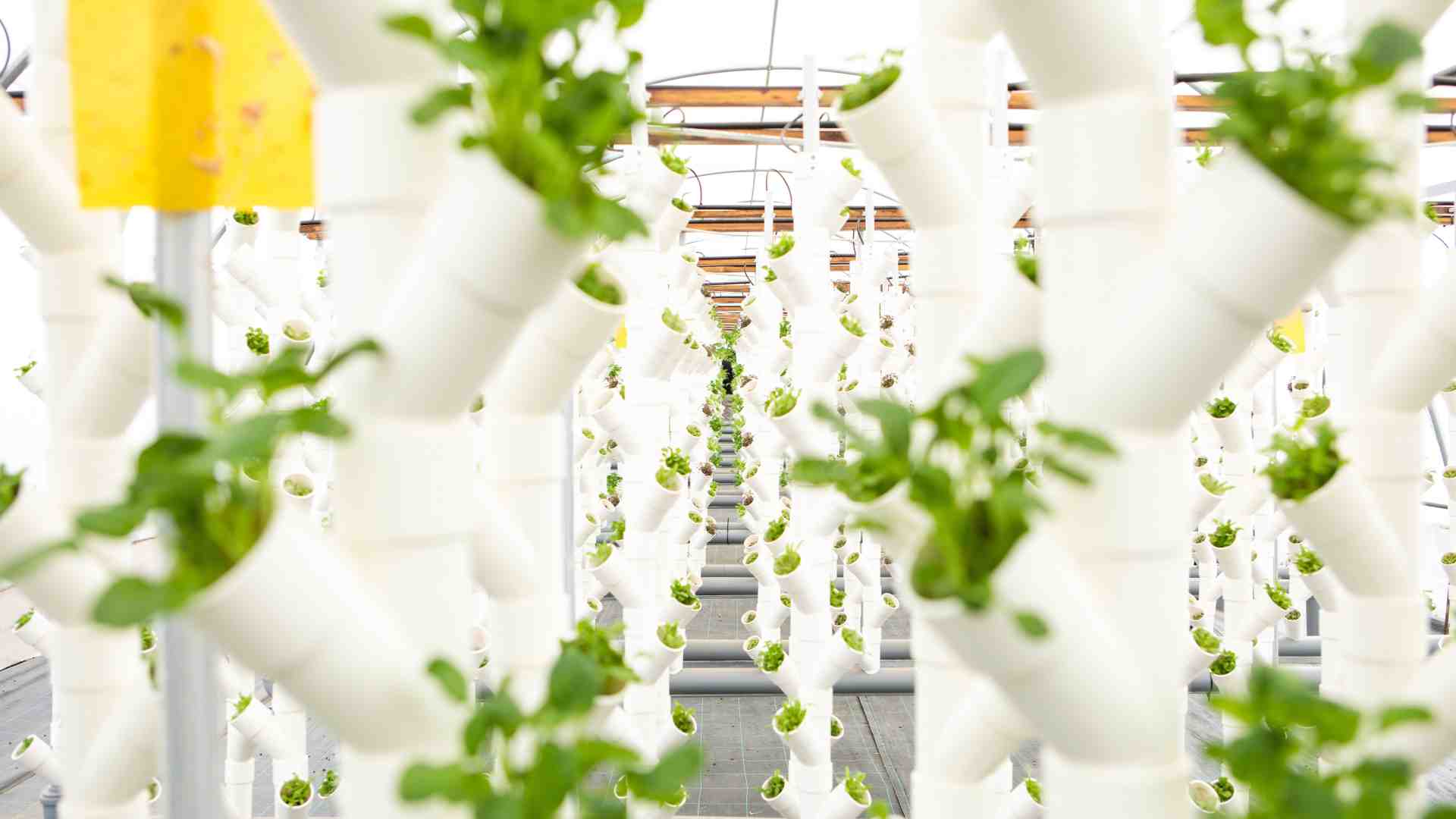 Immagine di L'acquaponica di The Circle contro l'insicurezza alimentare