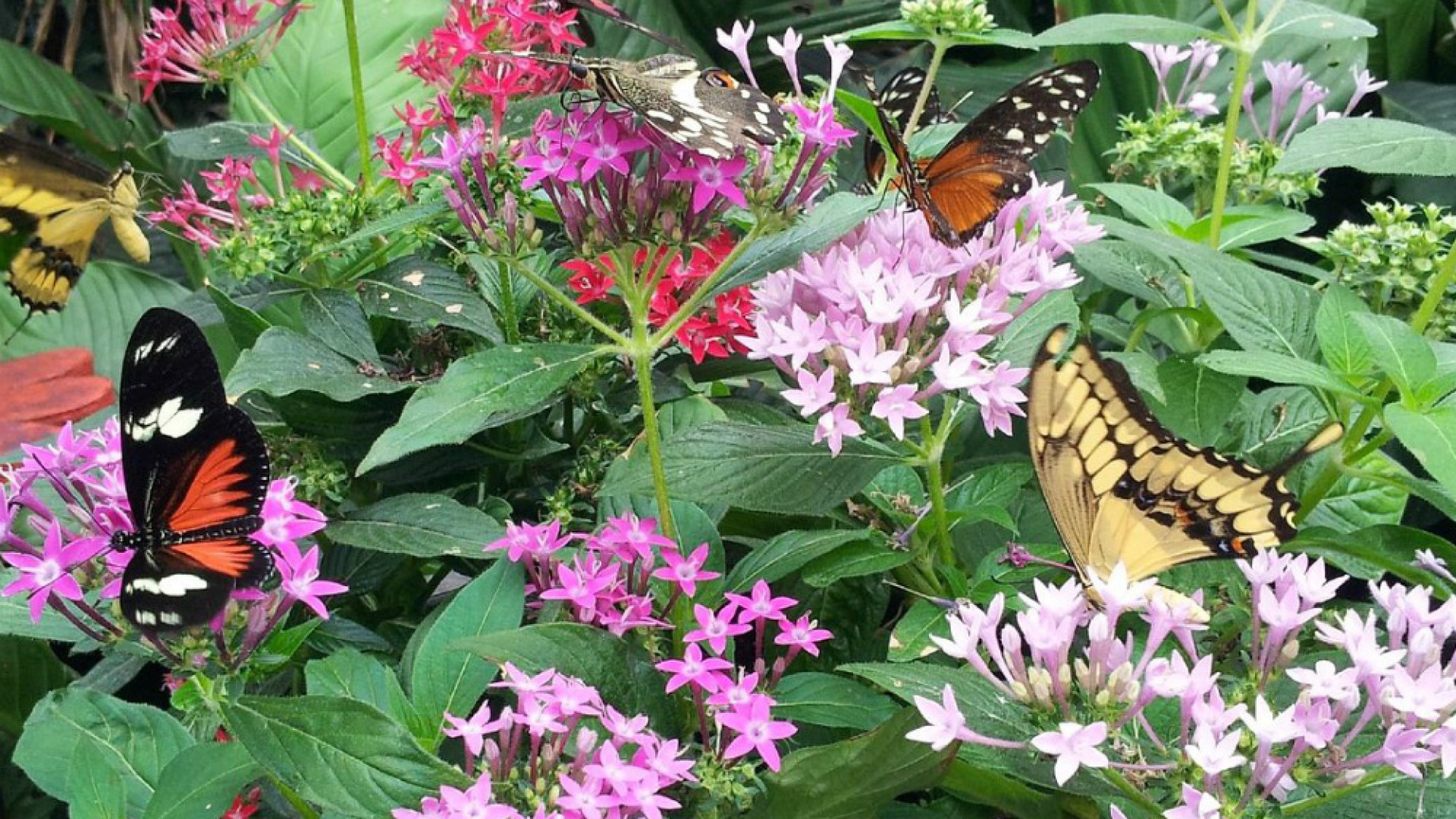 Immagine di Biodiversità e farfalle, “non solo bellezza”