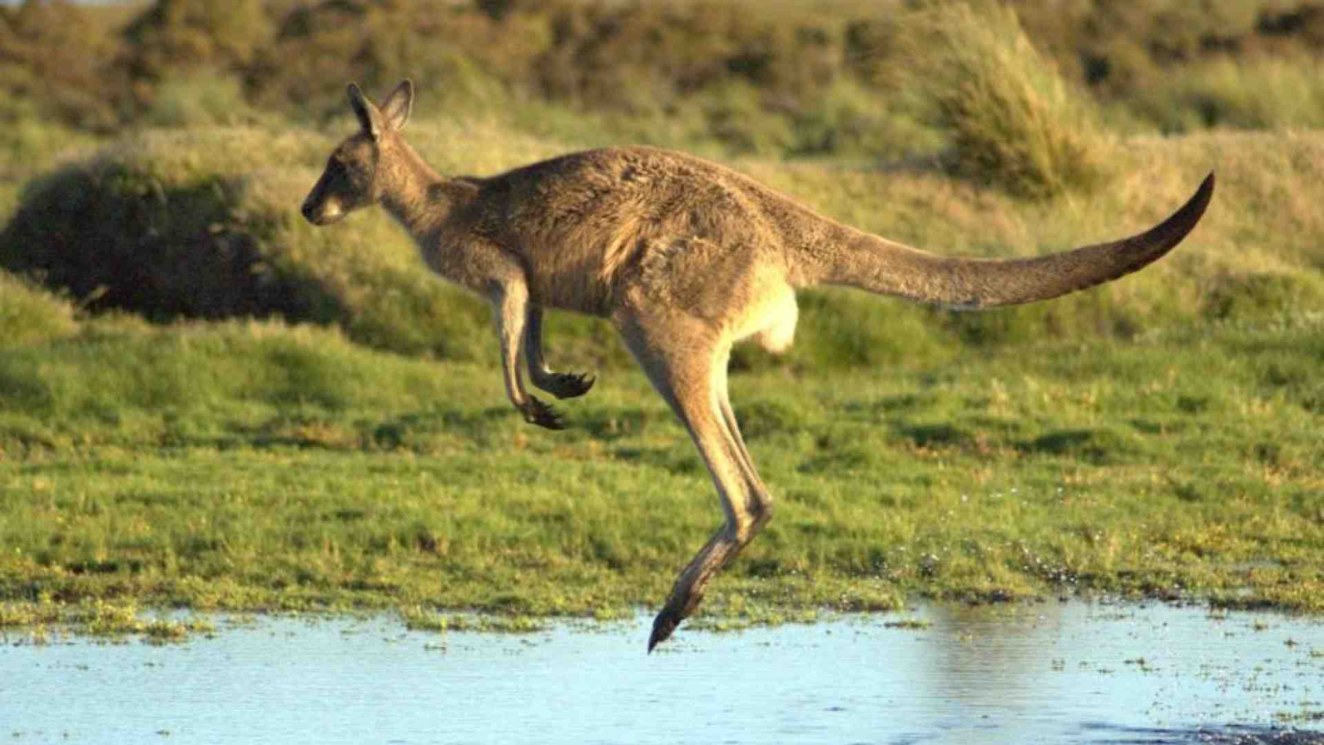 Immagine di Ecco perché non ci sono canguri fuori dall'Australia