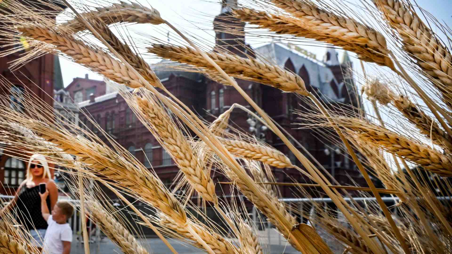 Immagine di La denuncia di Oxfam: «Ai poveri solo il 3% del grano ucraino»