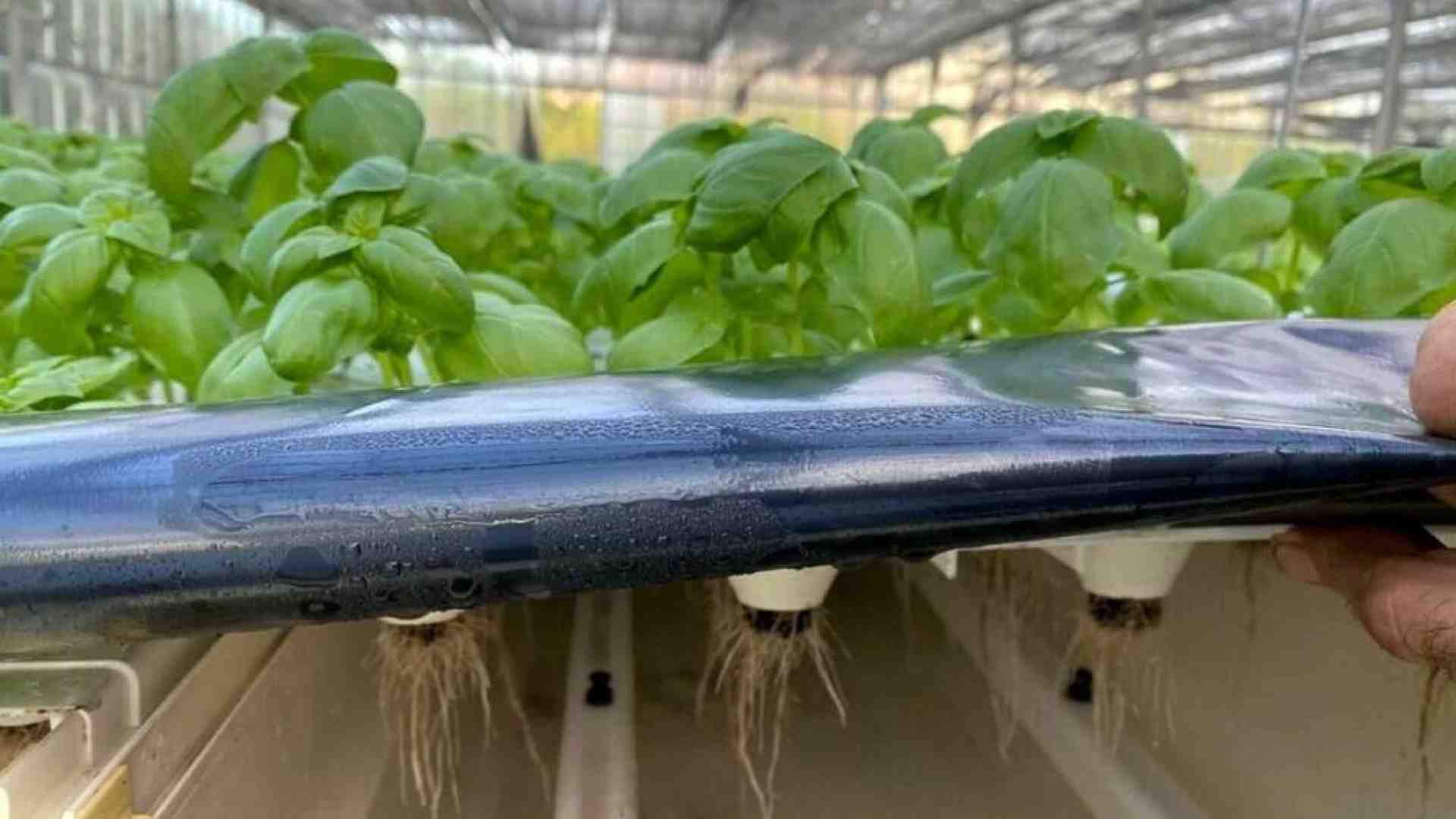Immagine di Ecco come coltivare con poca acqua ed energia