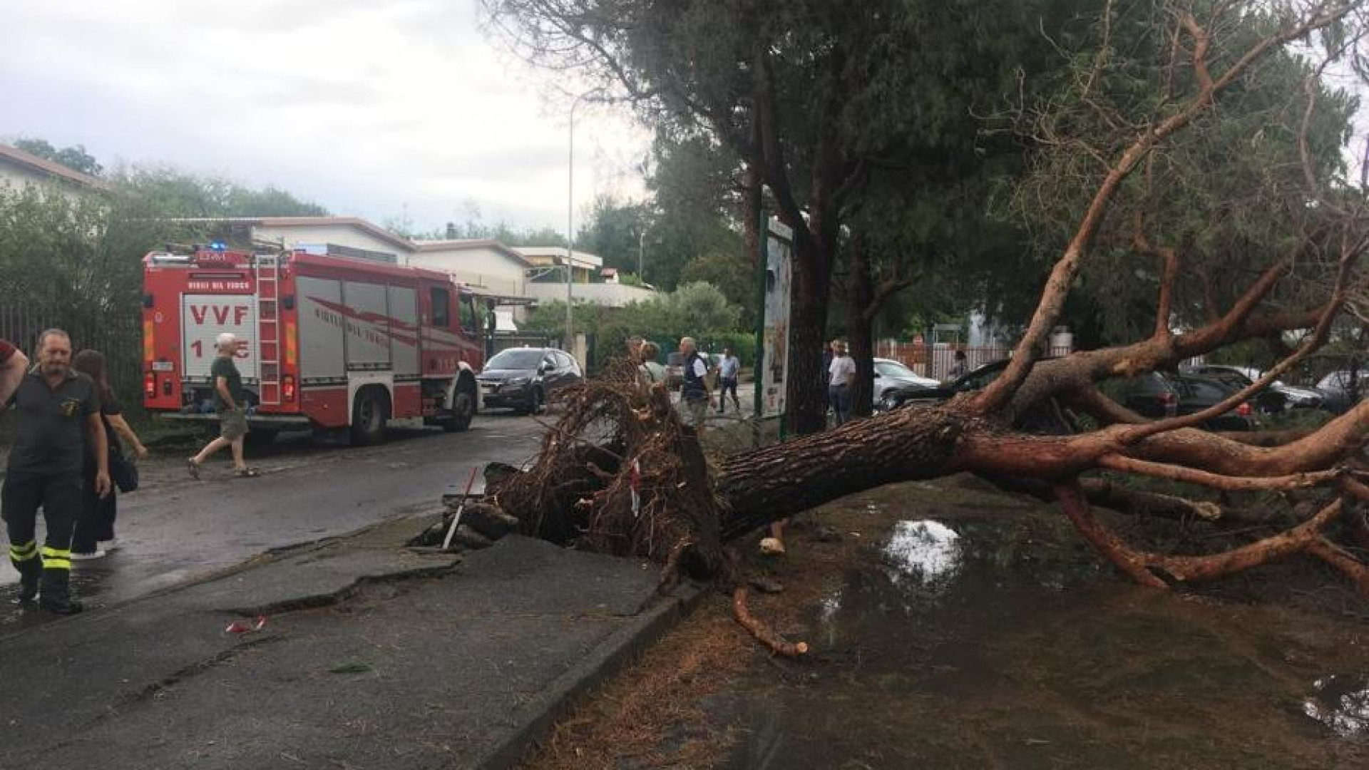 Immagine di Maltempo, morta una donna travolta da un albero