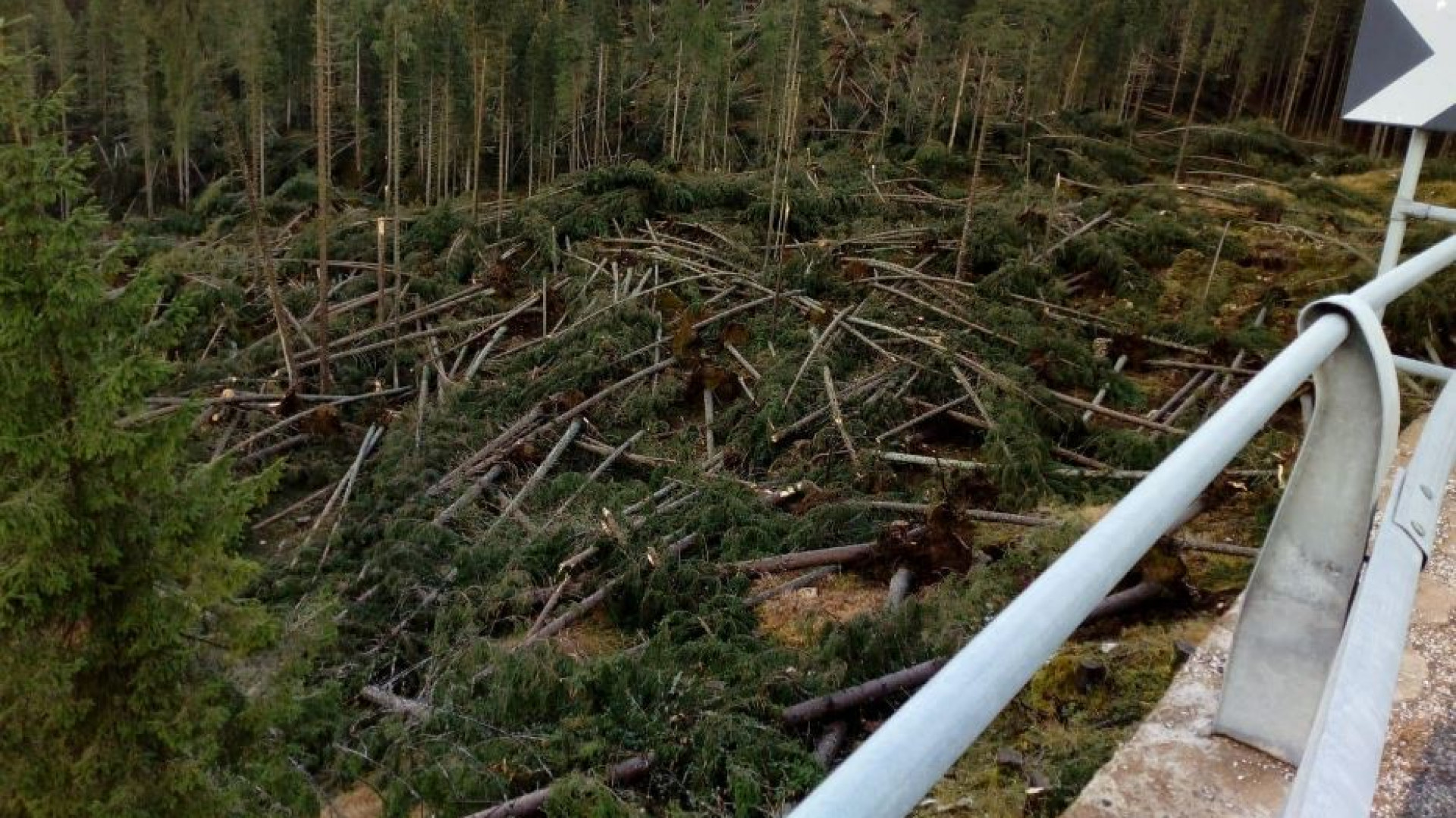 Immagine di Tempeste, incendi, bostrico... Come tutelare le nostre foreste