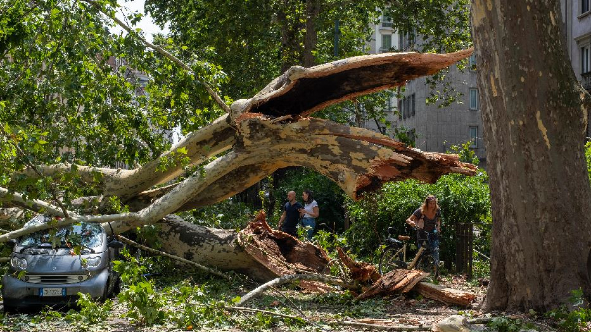 Immagine di Tempesta su Milano. Alberi sradicati, auto distrutte, traffico in tilt
