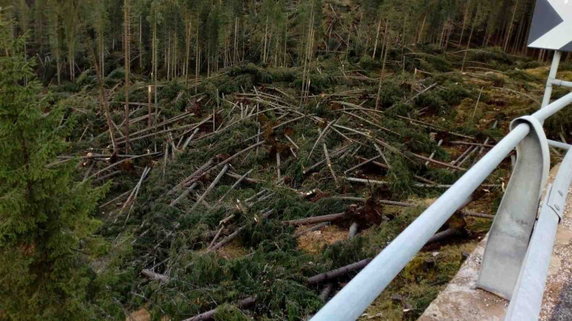 Immagine di Tempeste, incendi, bostrico... Come tutelare le nostre foreste