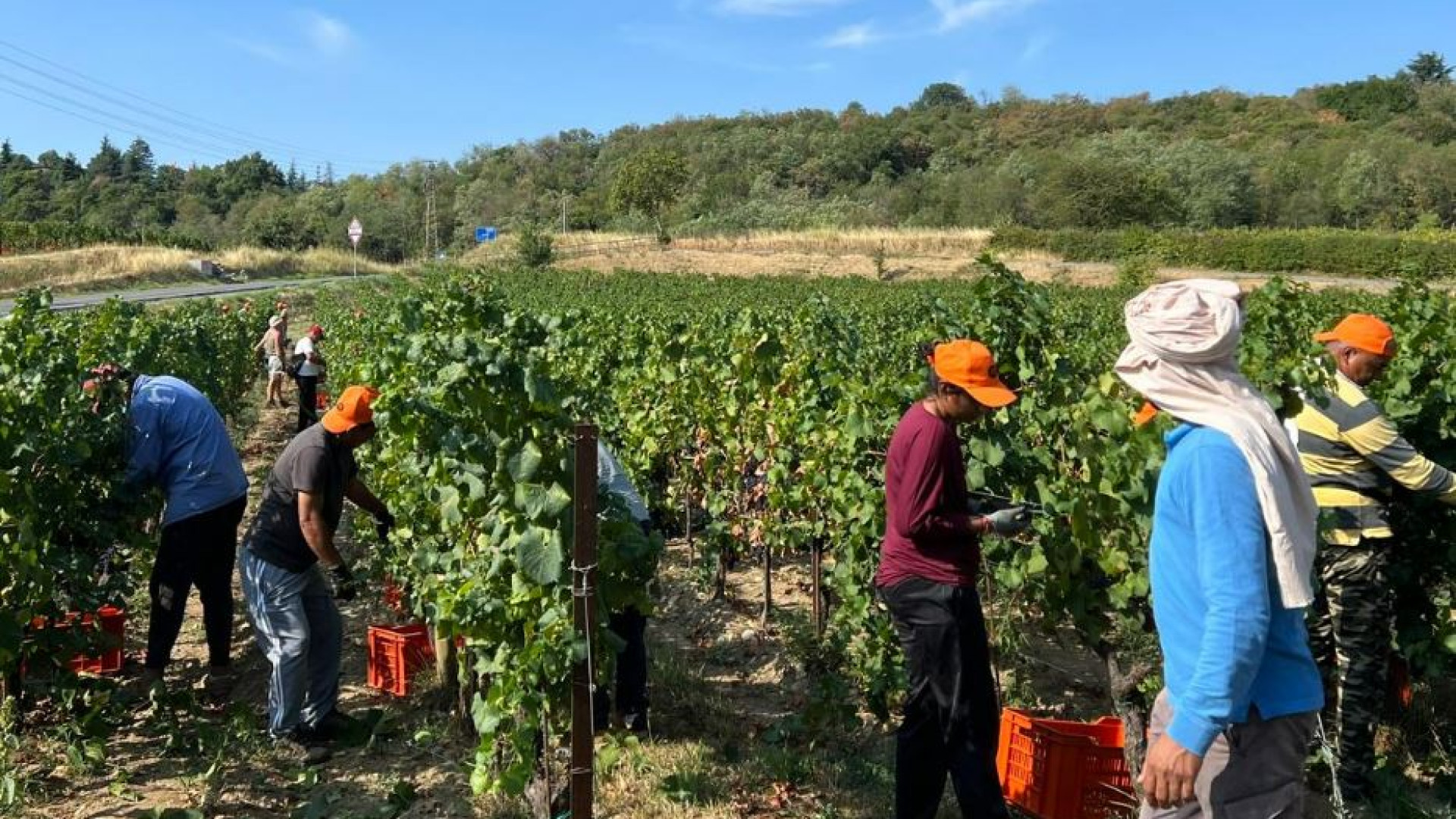 Immagine di Vendemmia al via: diecimila al lavoro. Nel rispetto dei diritti