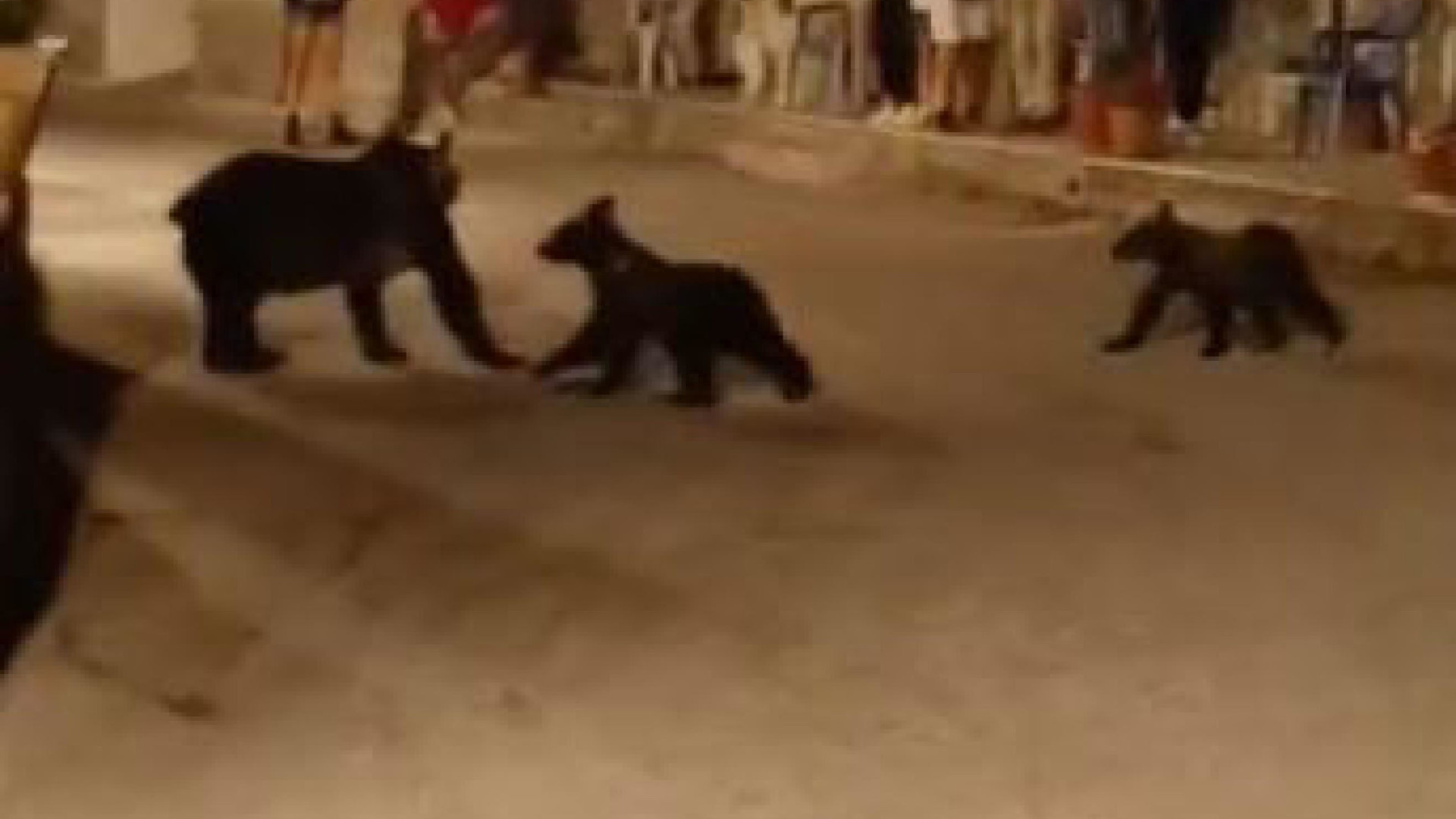 Immagine di Uccisa a fucilate l'orsa Amarena. Era il simbolo del Parco nazionale