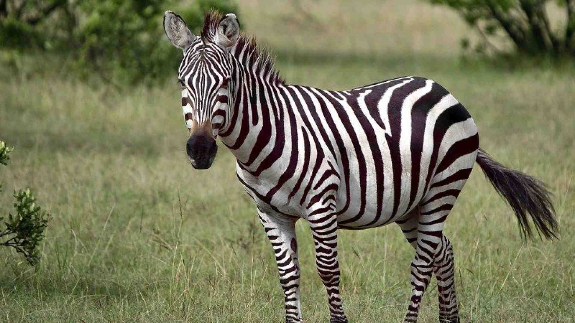 Immagine di Alla scoperta del creato con avvincenti documentari