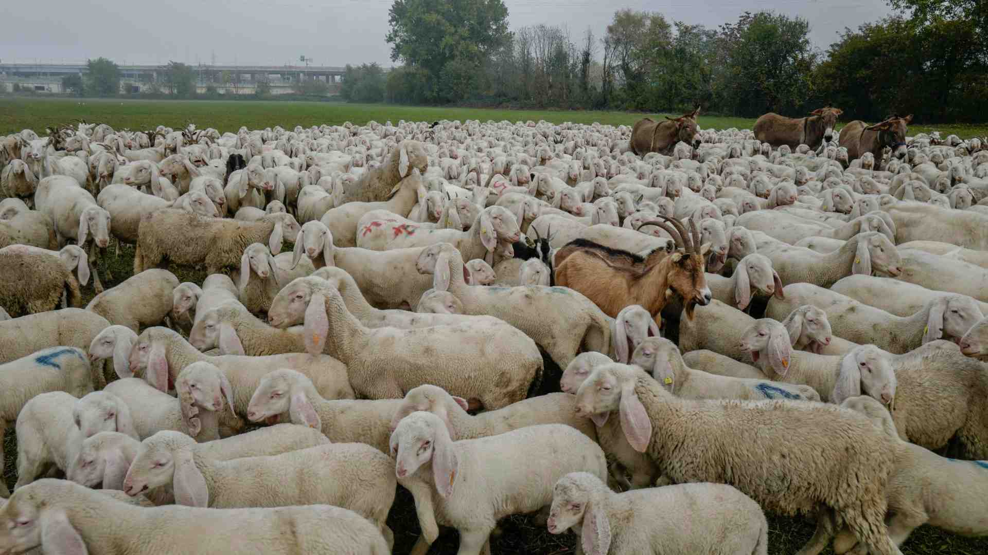 Immagine di In Sardegna arrivano cento pastori kirghisi
