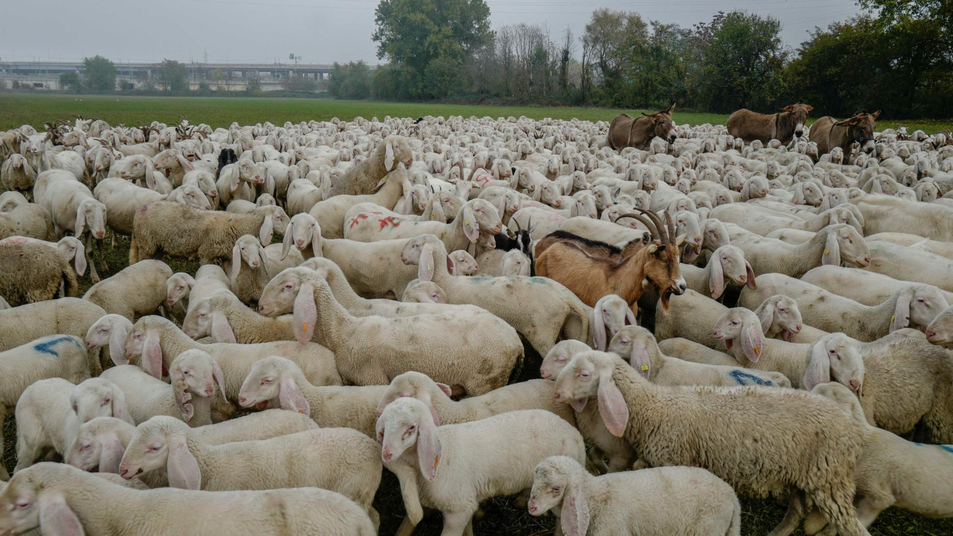 Immagine di In Sardegna arrivano cento pastori kirghisi