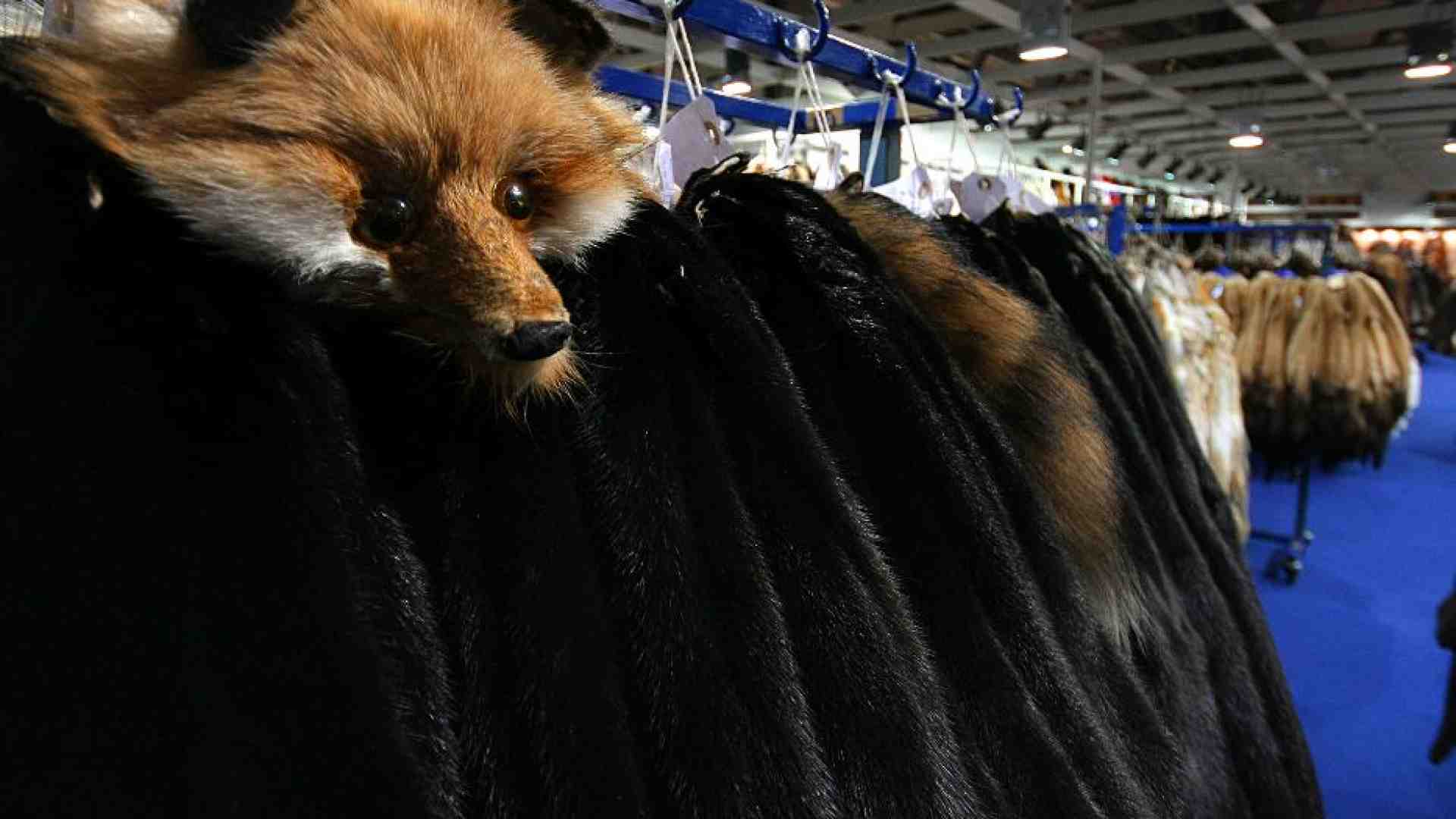 Immagine di Il gruppo Aeffe annuncia lo stop all'uso delle pellicce