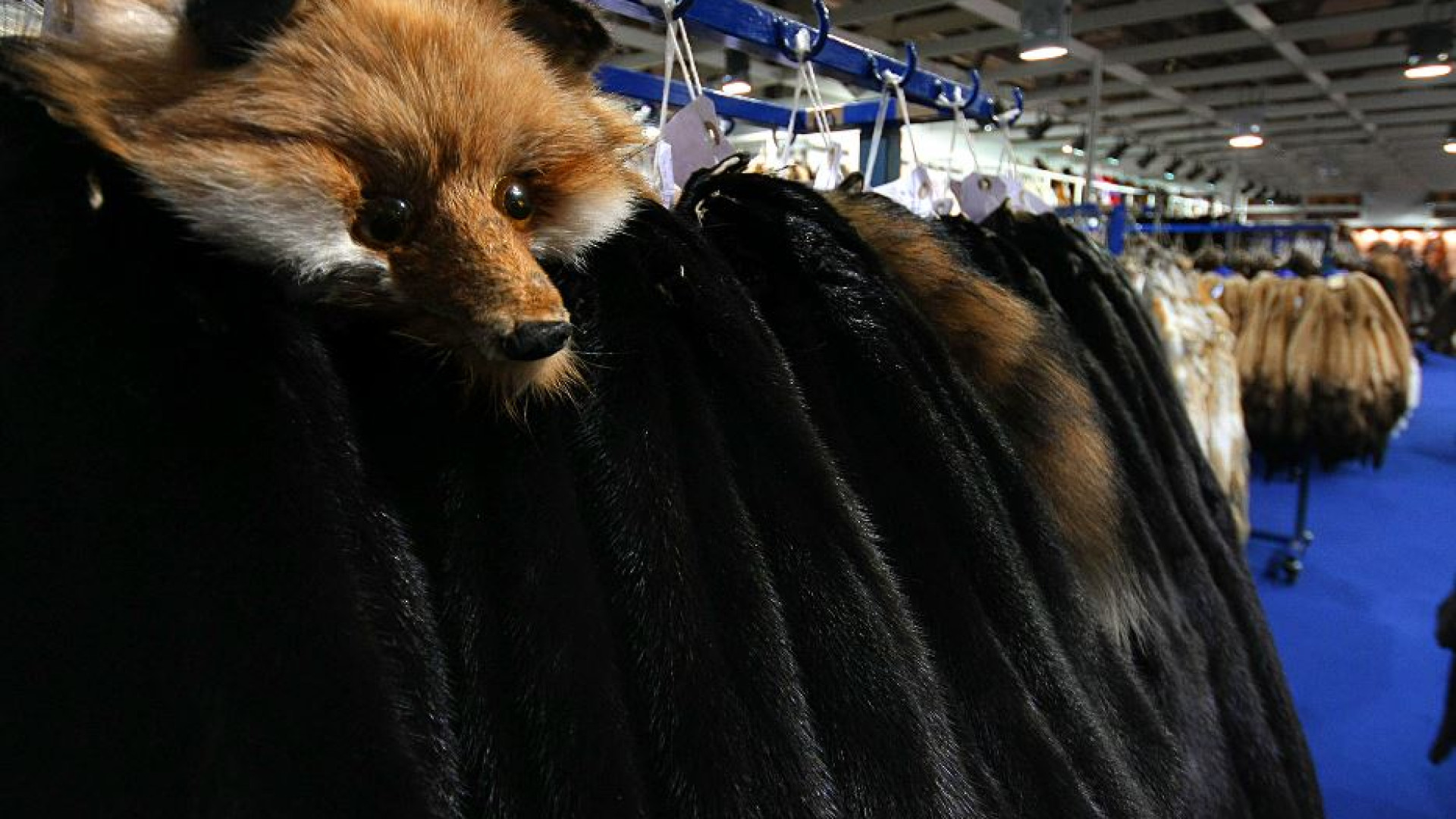 Immagine di Il gruppo Aeffe annuncia lo stop all'uso delle pellicce