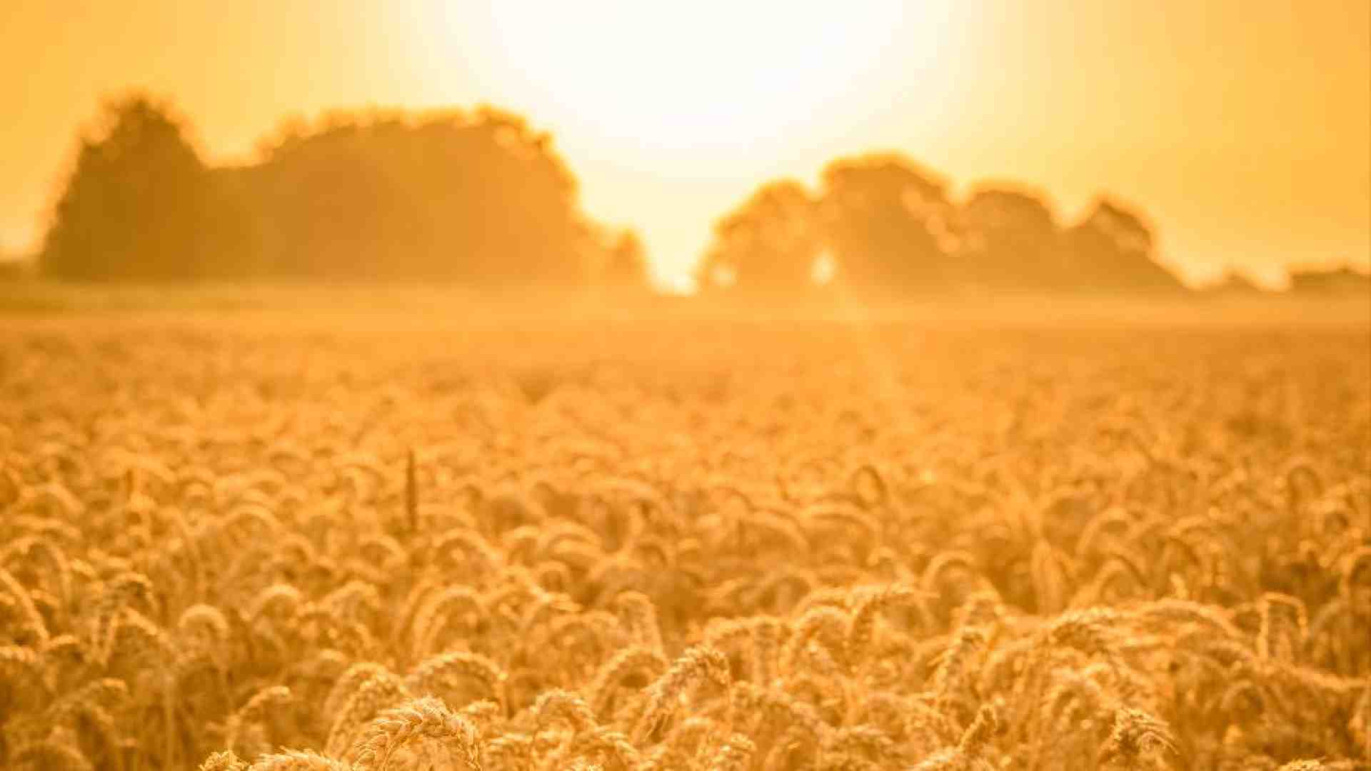 Immagine di Quell'altra economia del grano solidale
