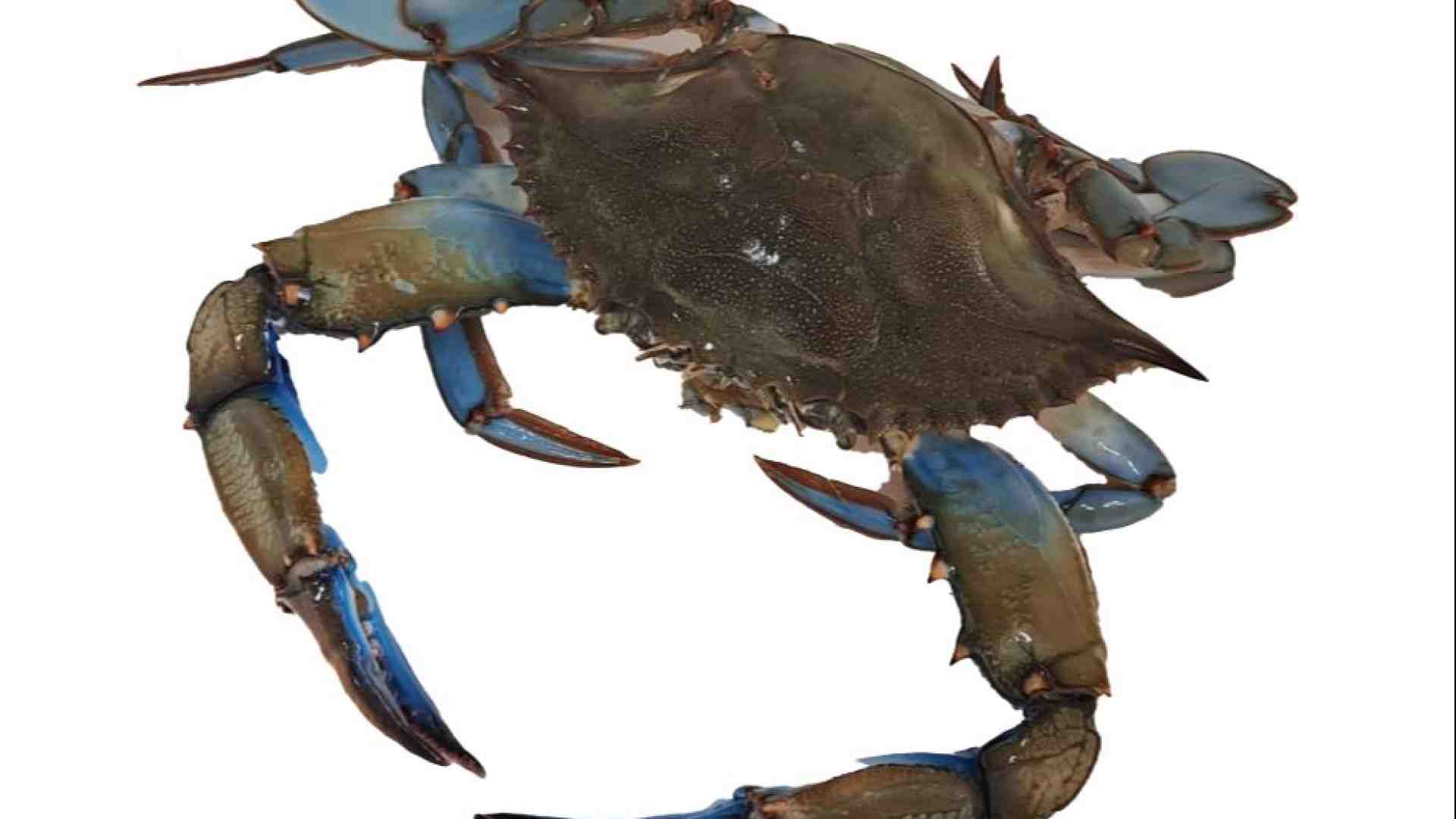 Immagine di Dai granchi blu alle nutrie: quanto ci costa l'invasione degli “alieni”