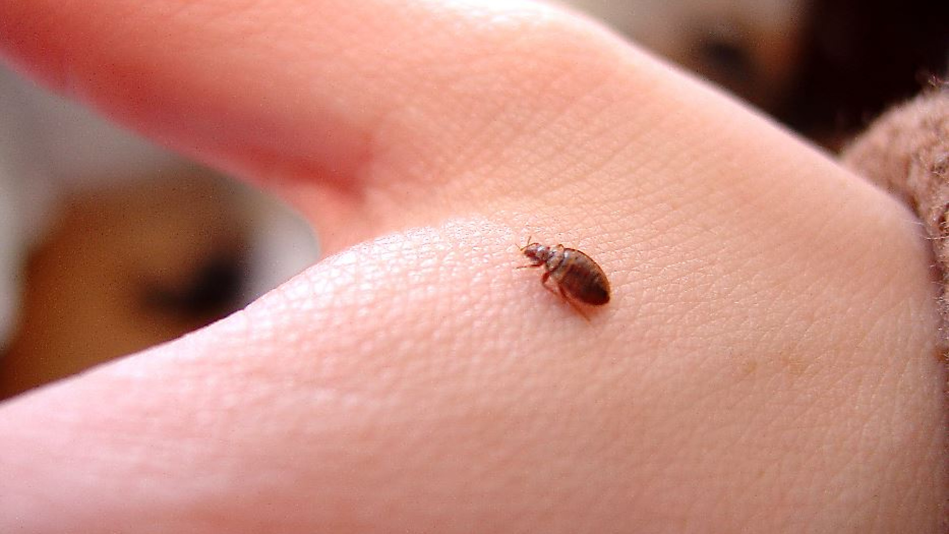 Immagine di La Francia nell'incubo delle cimici da letto