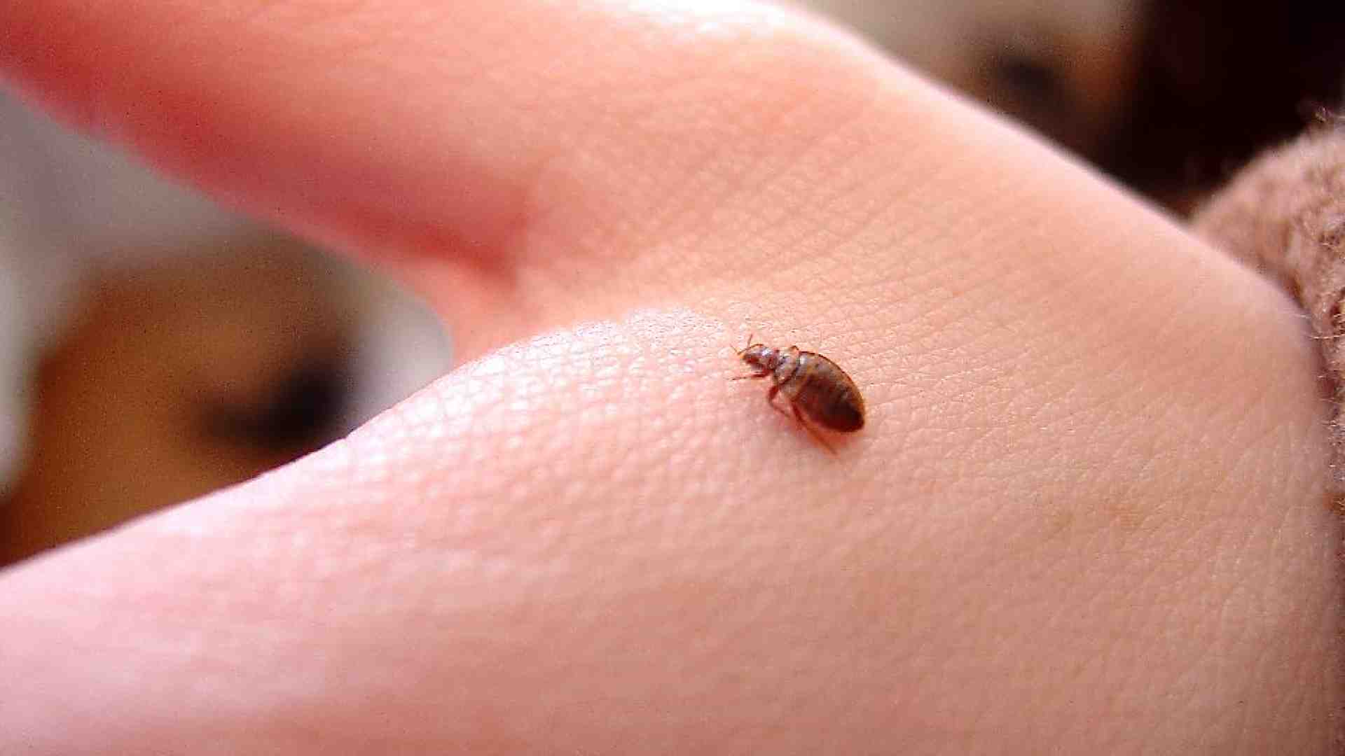 Immagine di La Francia nell'incubo delle cimici da letto