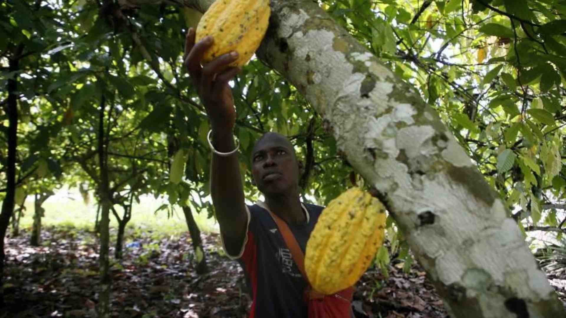 Immagine di Cacao, retrogusto dolce-amaro: «Più diritti e reddito per i contadini»