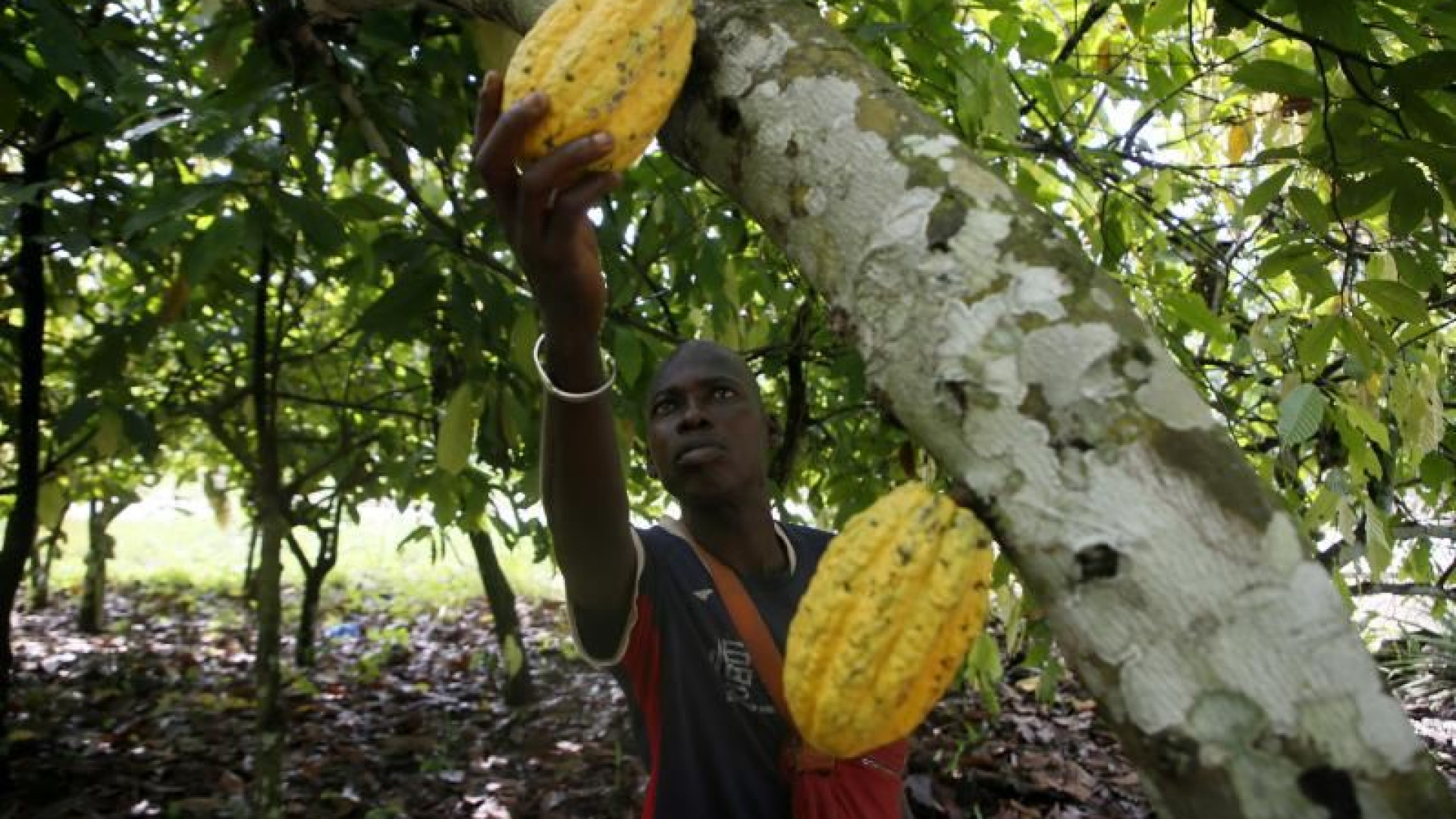 Immagine di Cacao, retrogusto dolce-amaro: «Più diritti e reddito per i contadini»