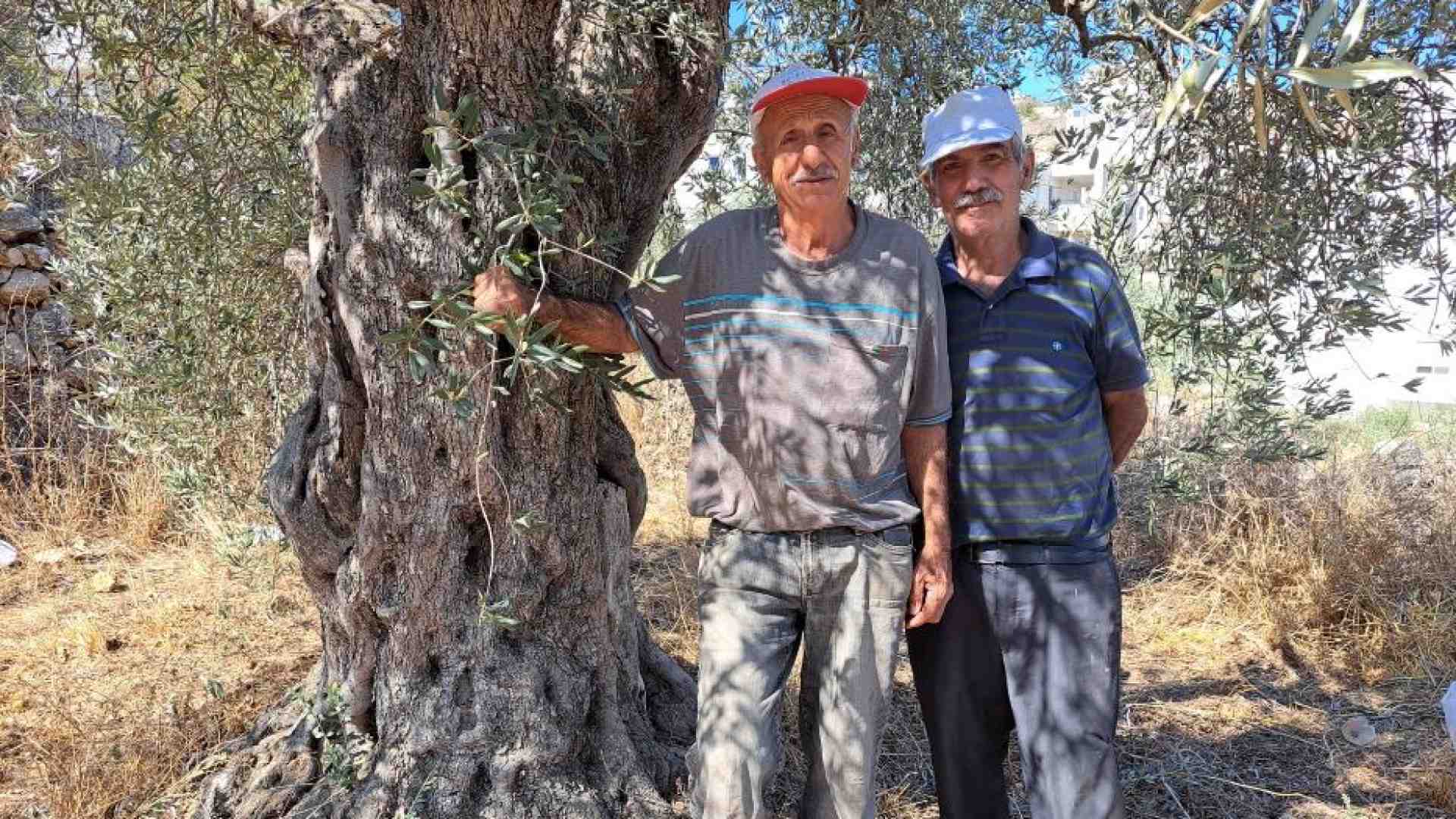Immagine di La guerra arriva nella valle degli uliveti. «Non possiamo coltivare le terre»