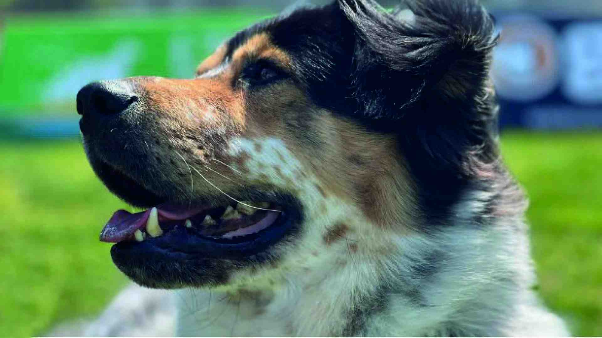 Immagine di Il presentatore è un cane e vuole dare voce agli animali