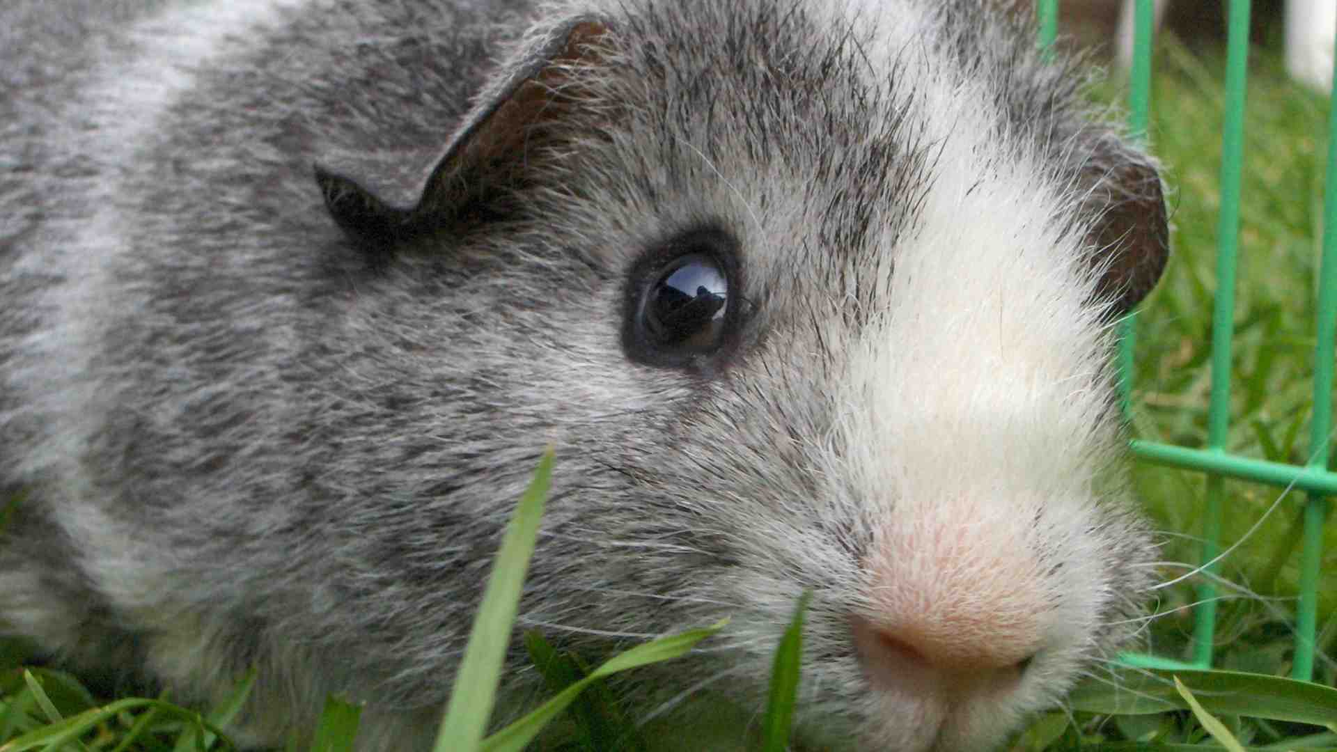 Immagine di Un criceto da salvare: in cerca di alternative alle cavie da laboratorio