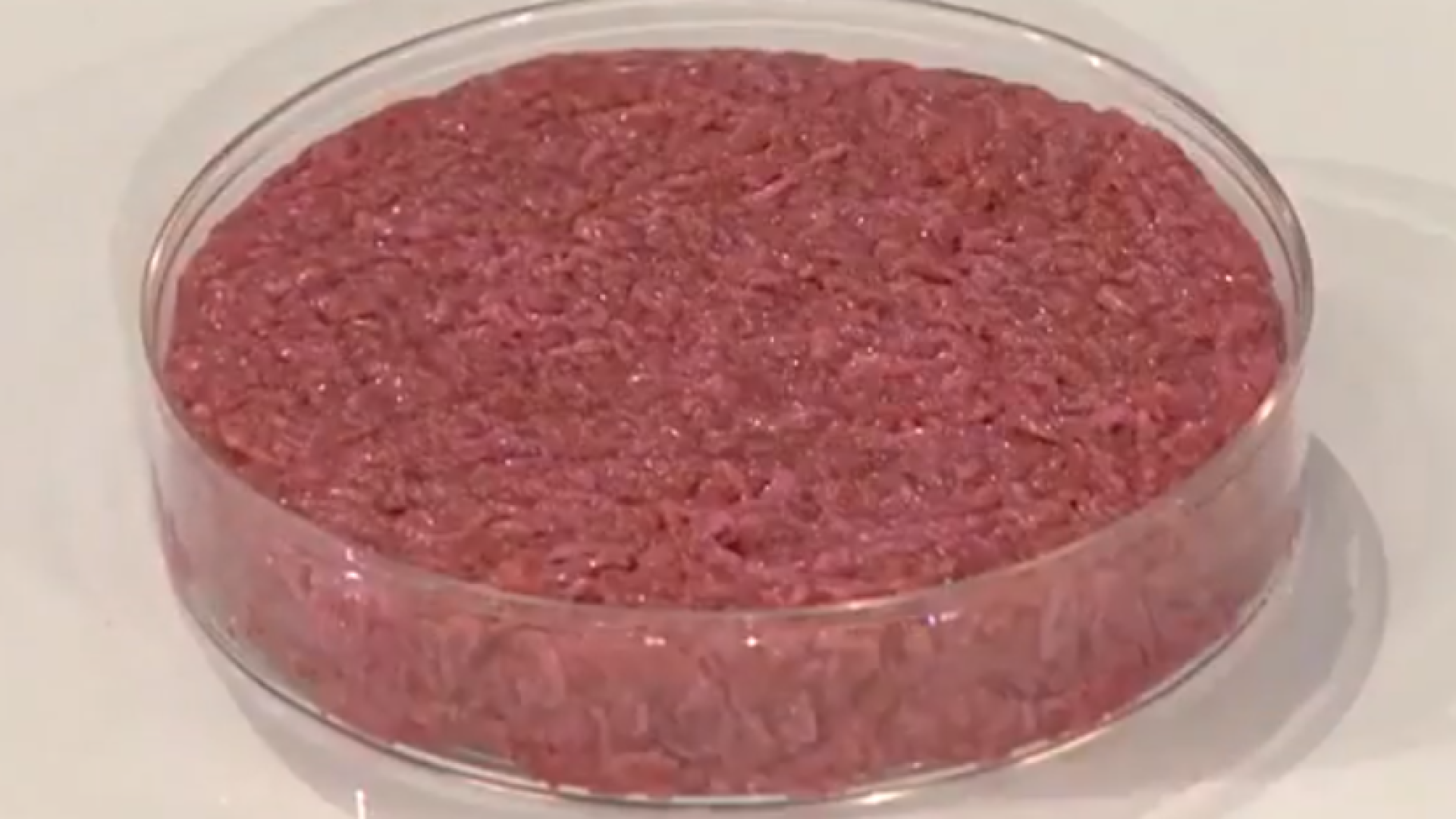 Immagine di In arrivo la carne coltivata per cani e gatti. Italia pronta a blindarsi
