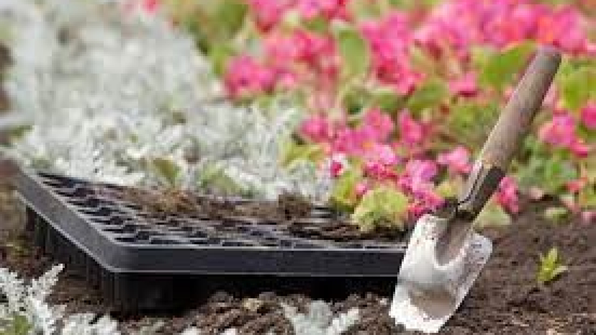 Immagine di Mettete dei fiori nei vostri cannoni