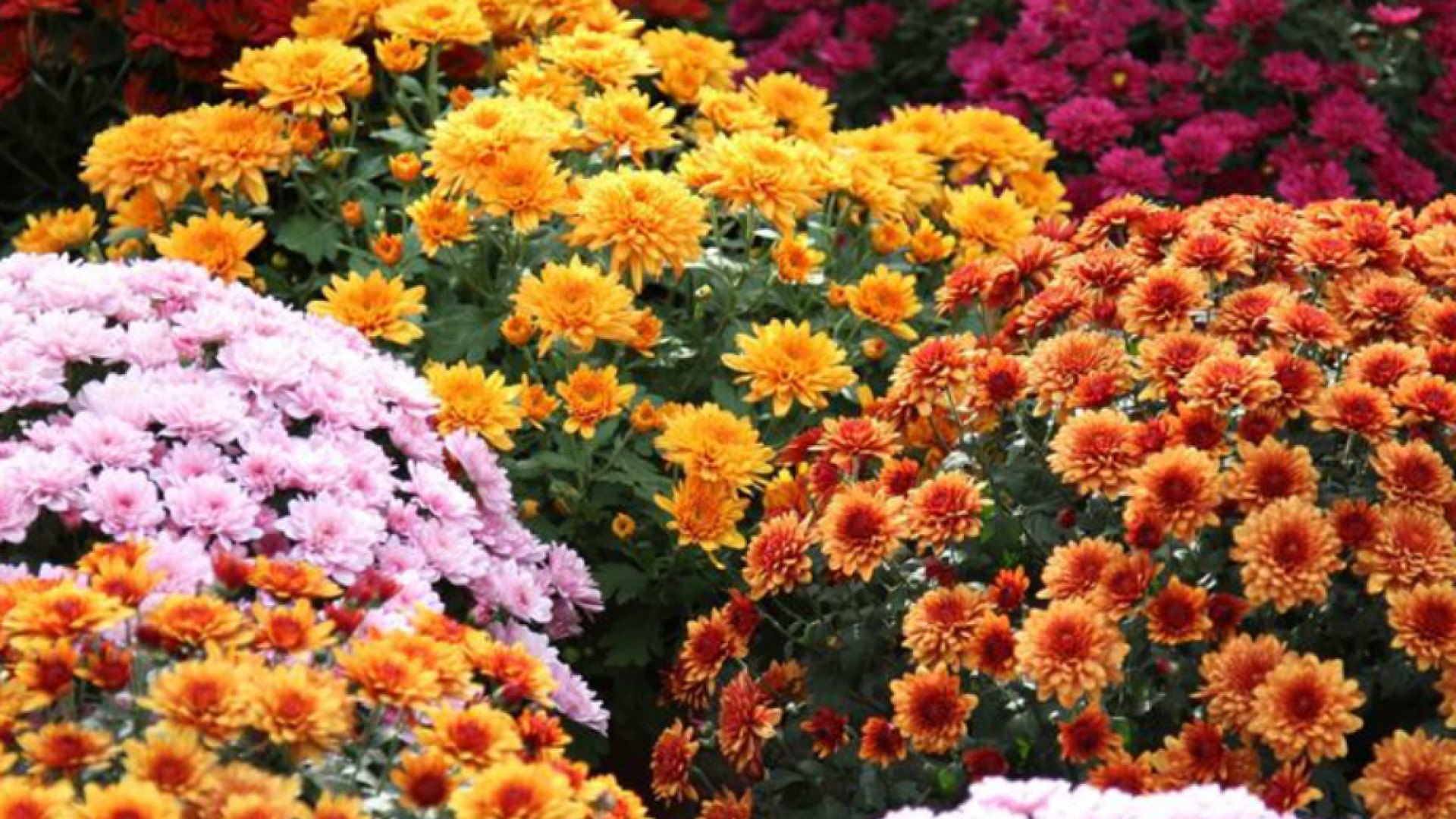 Immagine di Crisantemi, girasoli e... metamorfosi