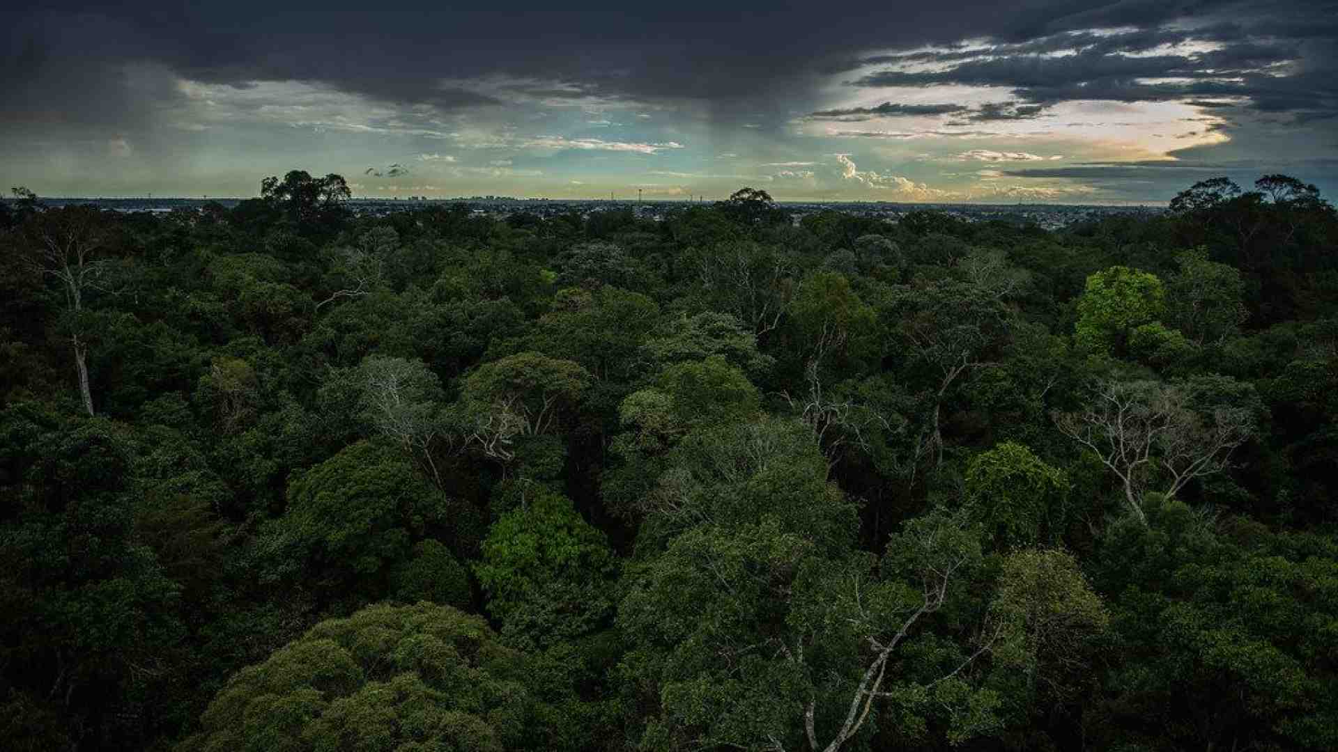 Immagine di Uno stress test per l'Amazzonia: alla prova il polmone della Terra