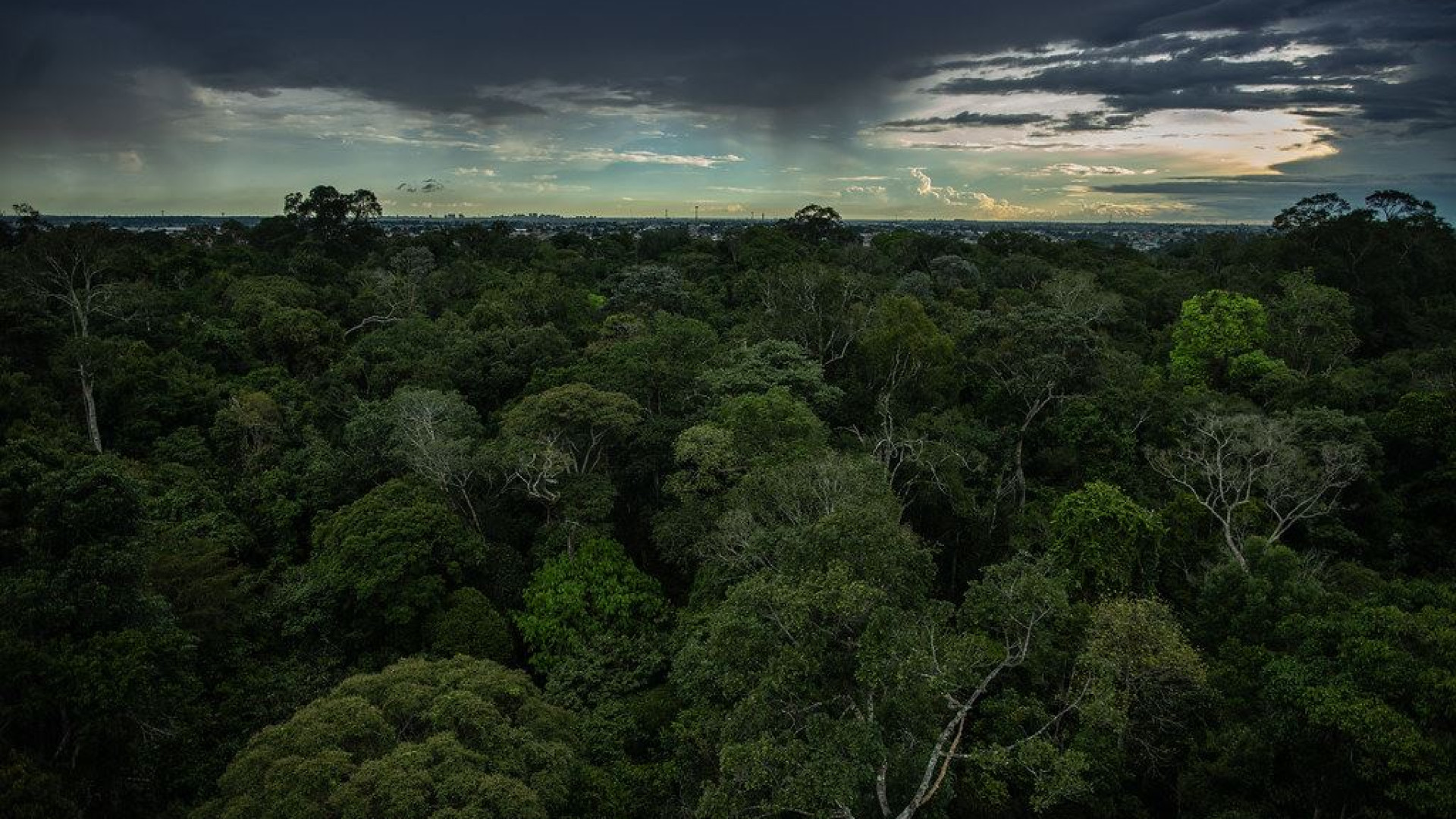 Immagine di Uno stress test per l'Amazzonia: alla prova il polmone della Terra