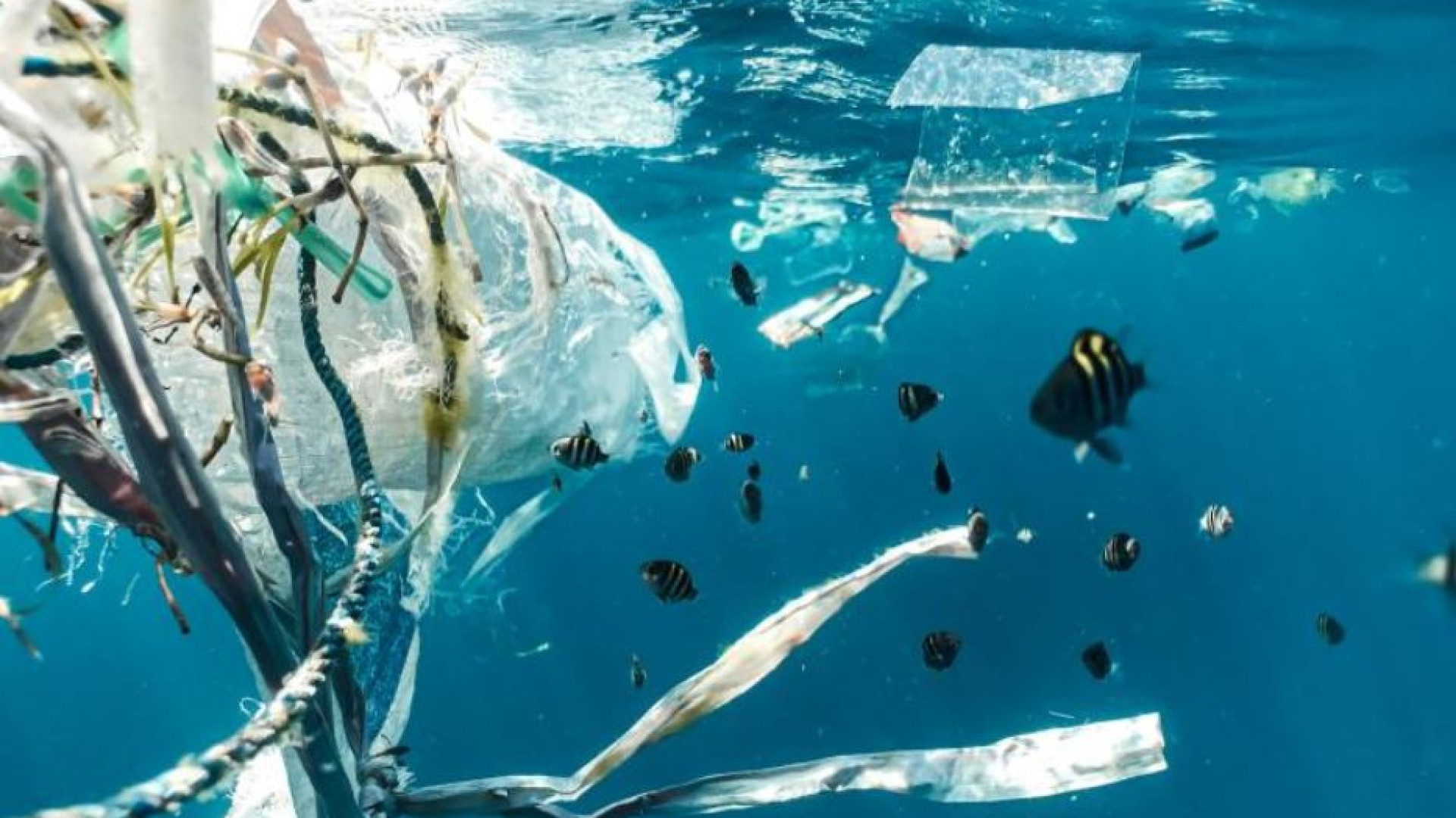 Immagine di Per salvare gli oceani il 2024 sarà l'anno decisivo