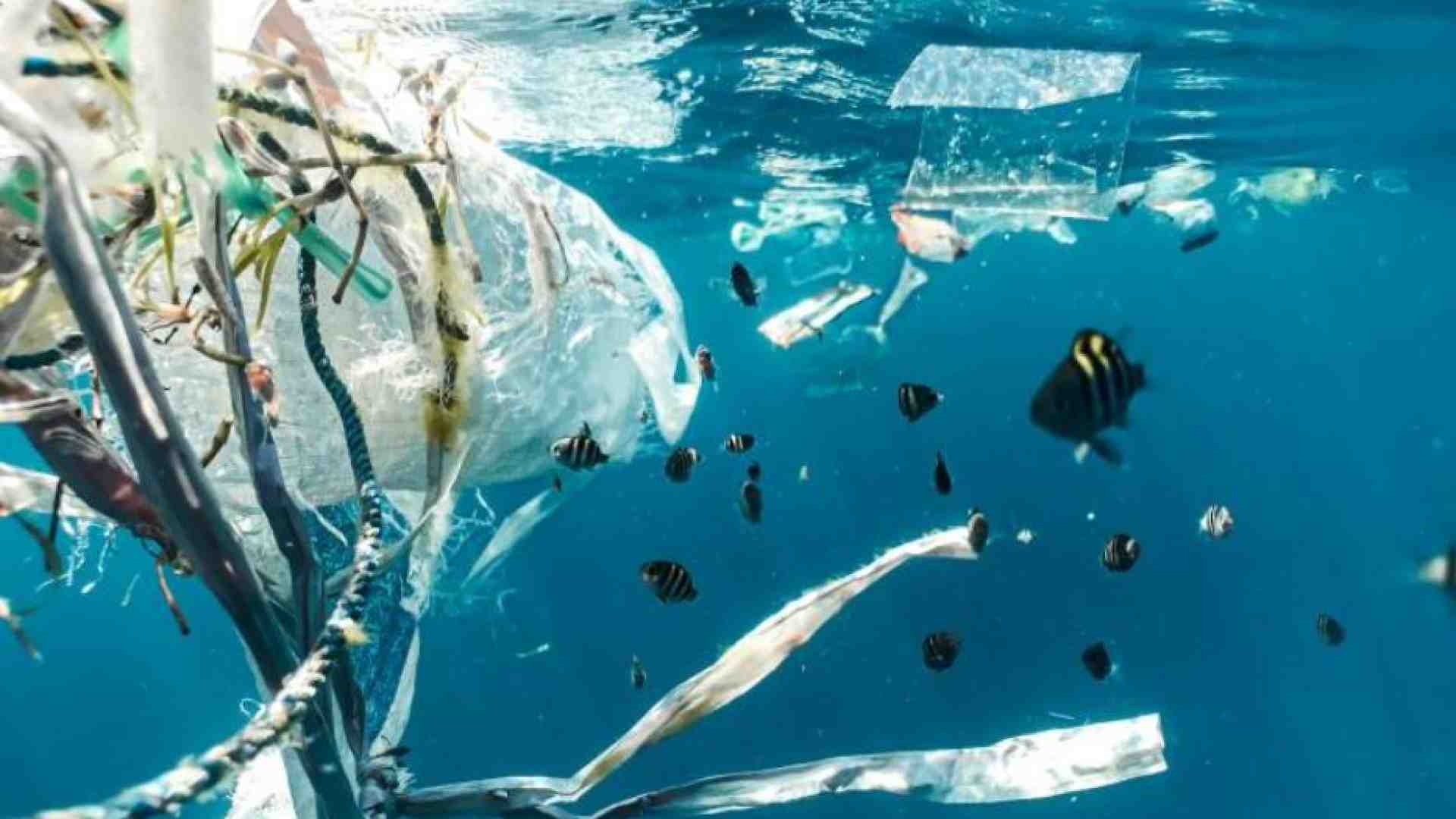 Immagine di Per salvare gli oceani il 2024 sarà l'anno decisivo