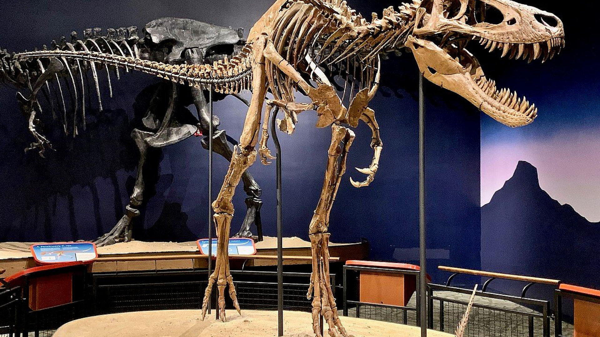 Immagine di Rivoluzione paleontologica: ecco il Nanotyrannus, il T-Rex velocissimo