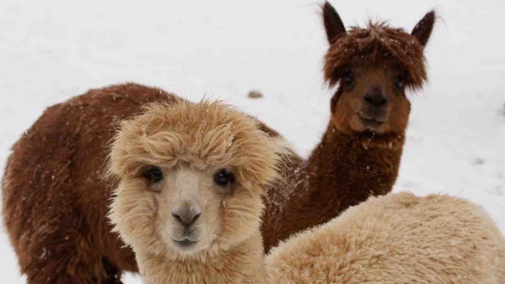 Immagine di Martha Nussbaum: c'è uno scopo nella vita anche per gli animali