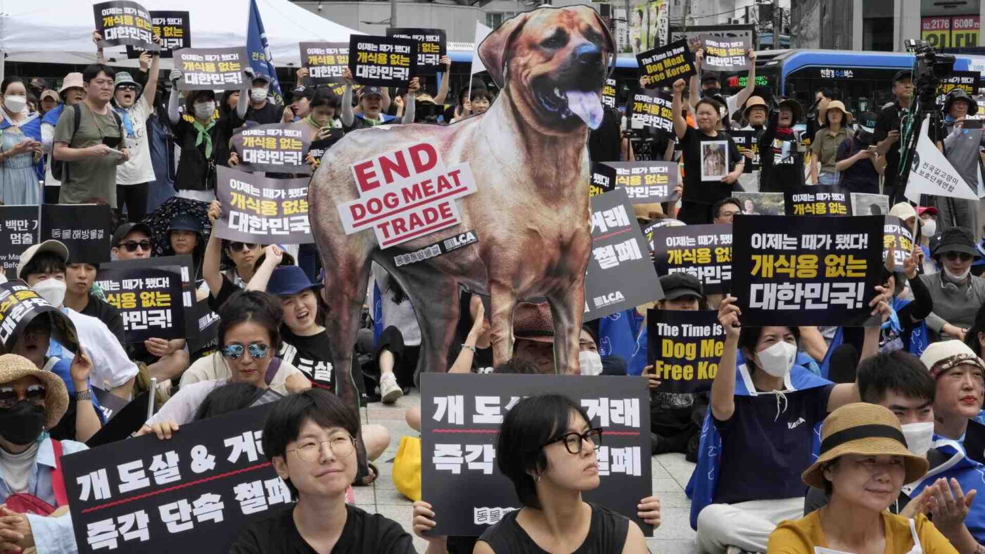Immagine di La Corea del sud vieta la carne di cane, ed è una notizia anche politica