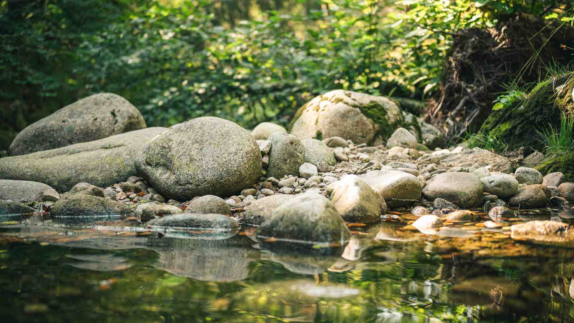 Immagine di Il non troppo pulito laghetto dell'obitorio