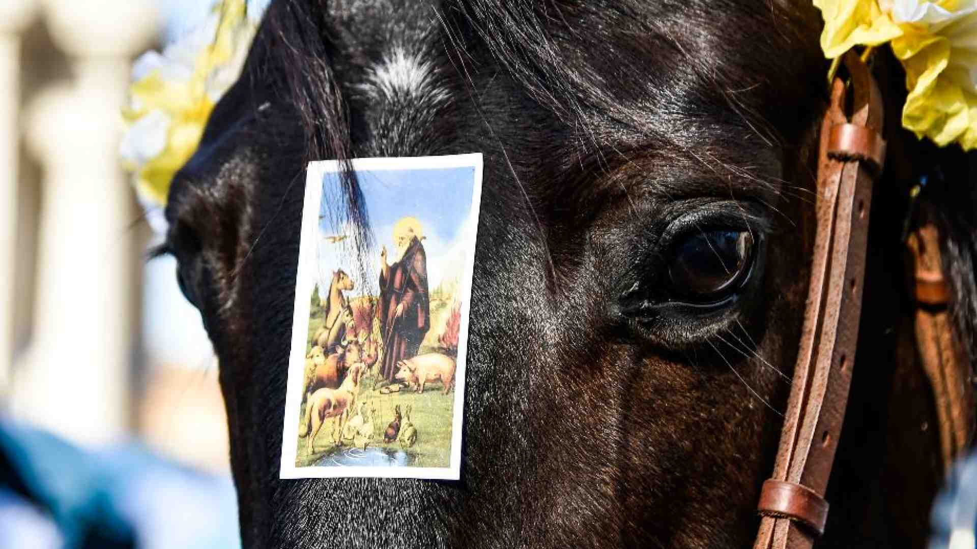 Immagine di Antonio abate, si benedicono animali e stalle