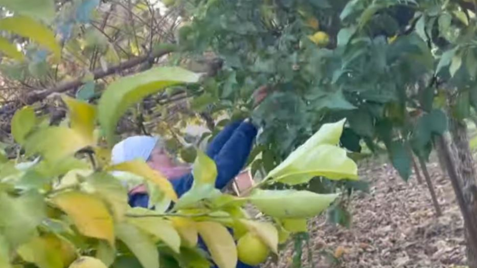 Immagine di Suore “contadine” nel centro di Roma. Così i limoni sostengono il monastero